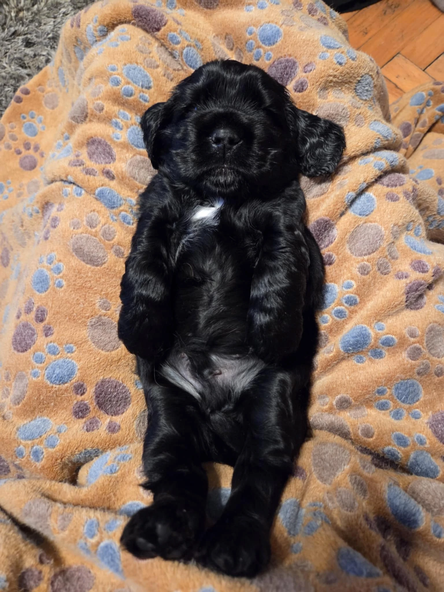  štěňátka anglického kokršpaněla hledájí domov – CHS Benji's Memory 