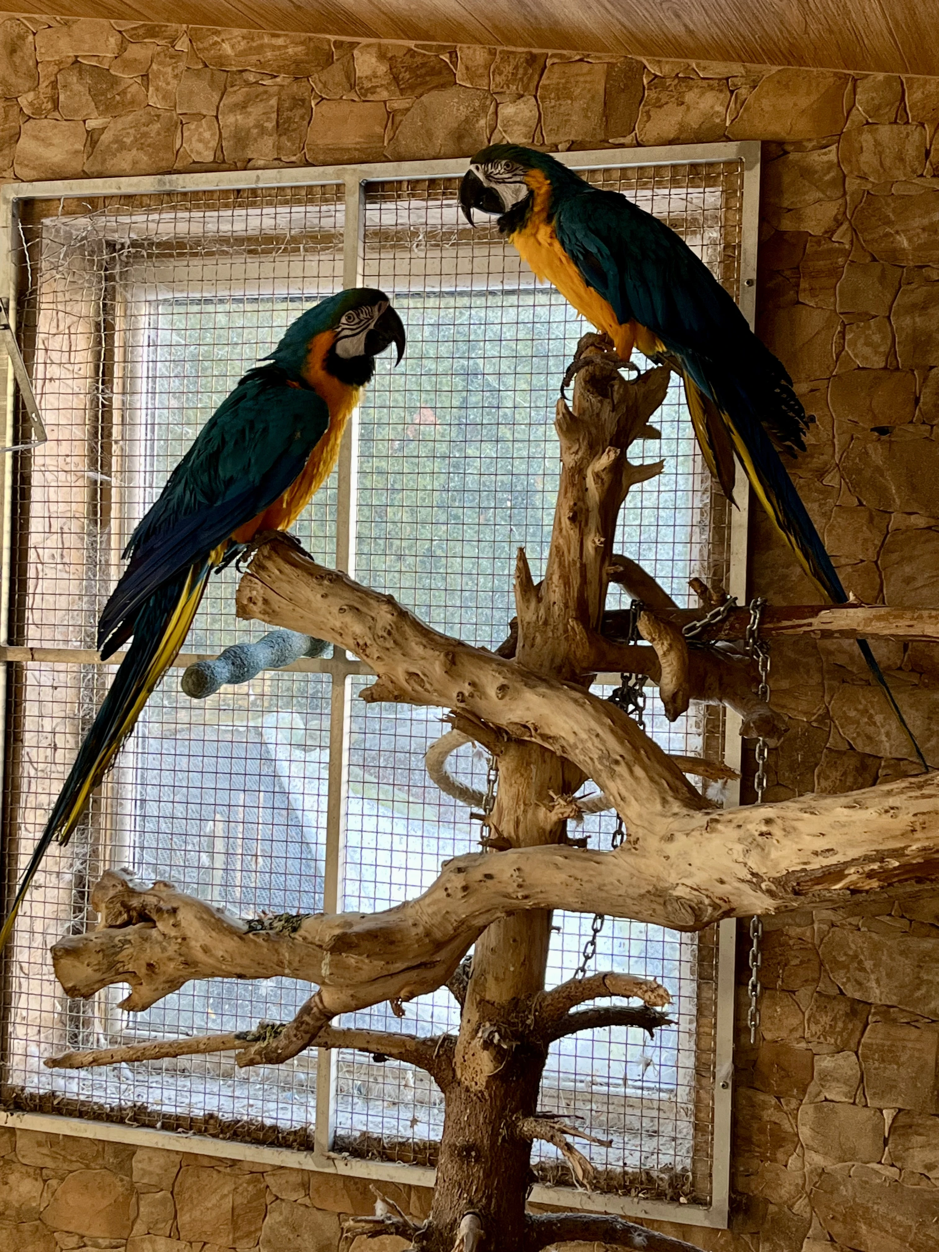 Prodám Ara ararauna 1,1 2018