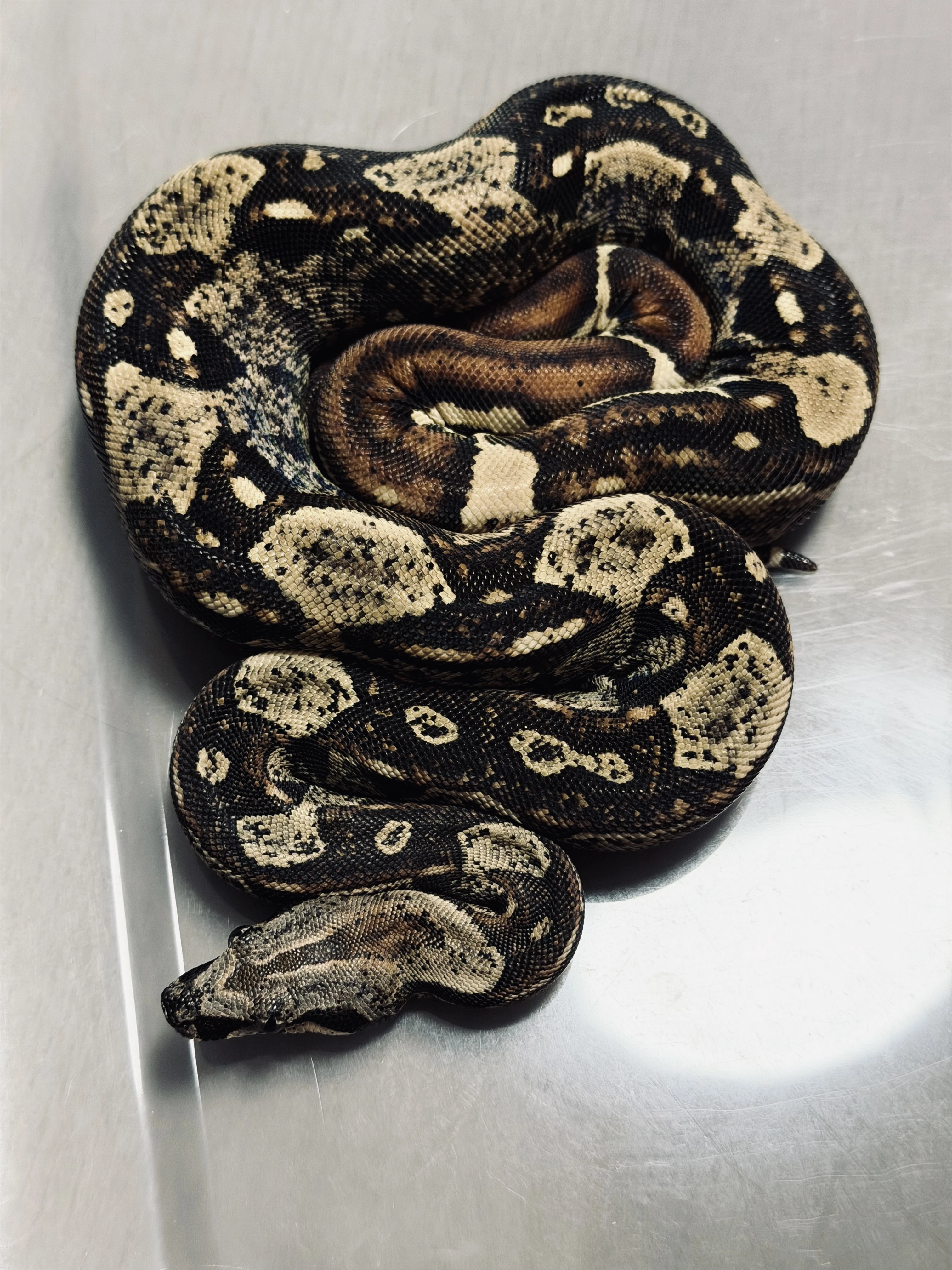 Hroznys kralovsky Boa 1.1 Hypo IMG