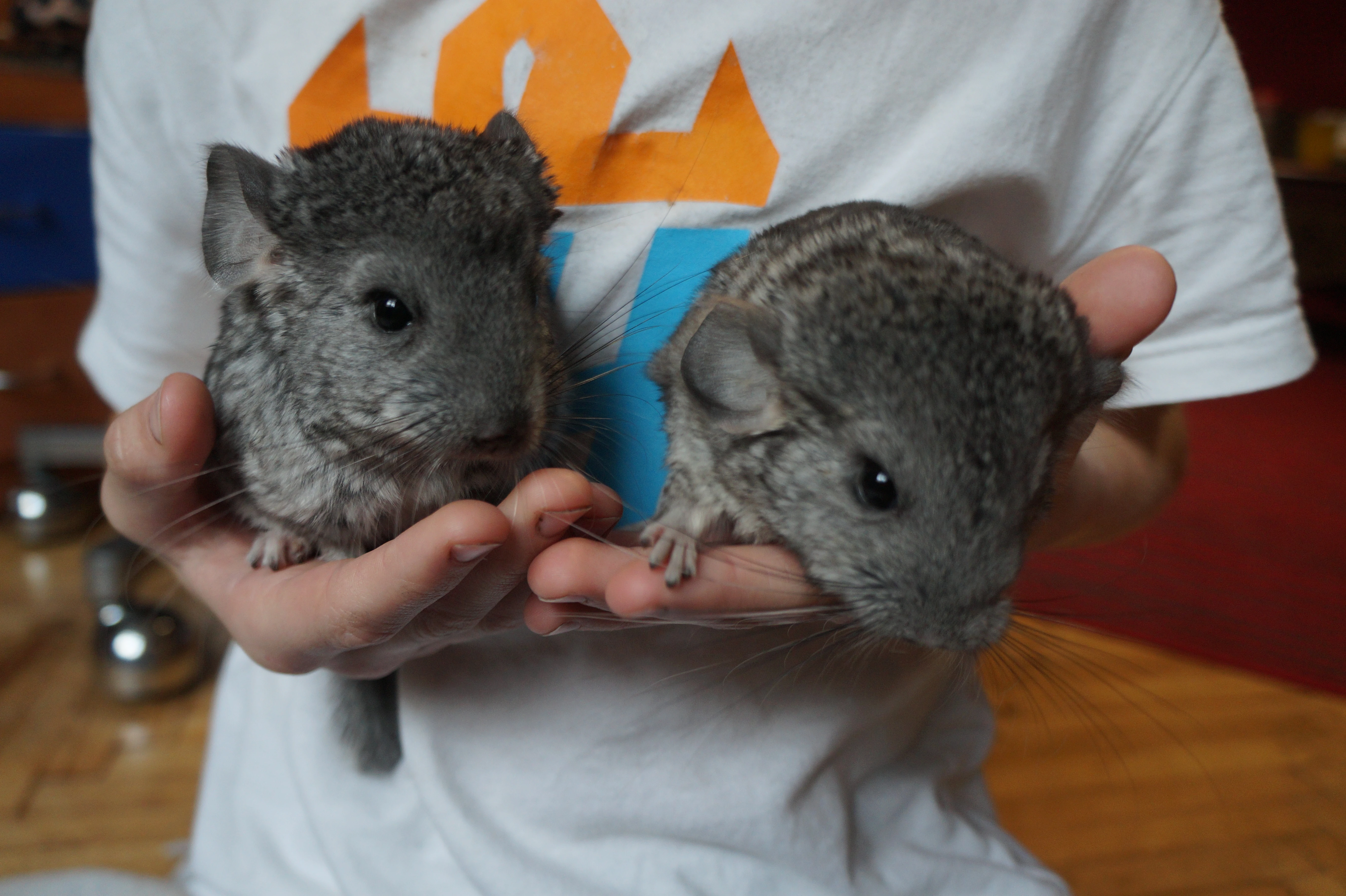 2 mláďata činčily vlnaté (Standard Grey) – odběr začátkem března