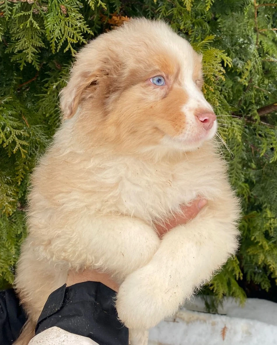 Štèňátka v typu australský ovčák