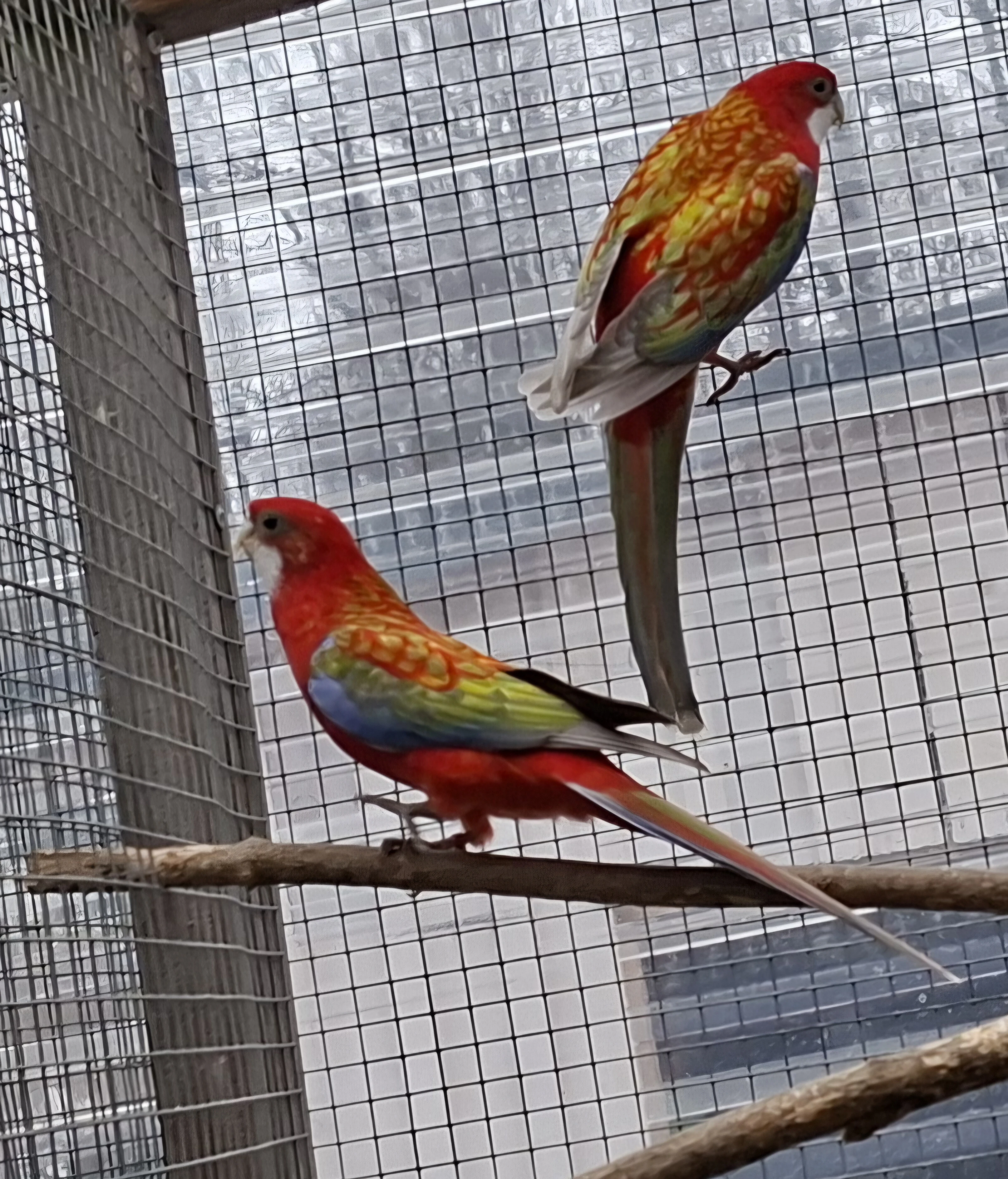 1,1 rosela pestrá chovná