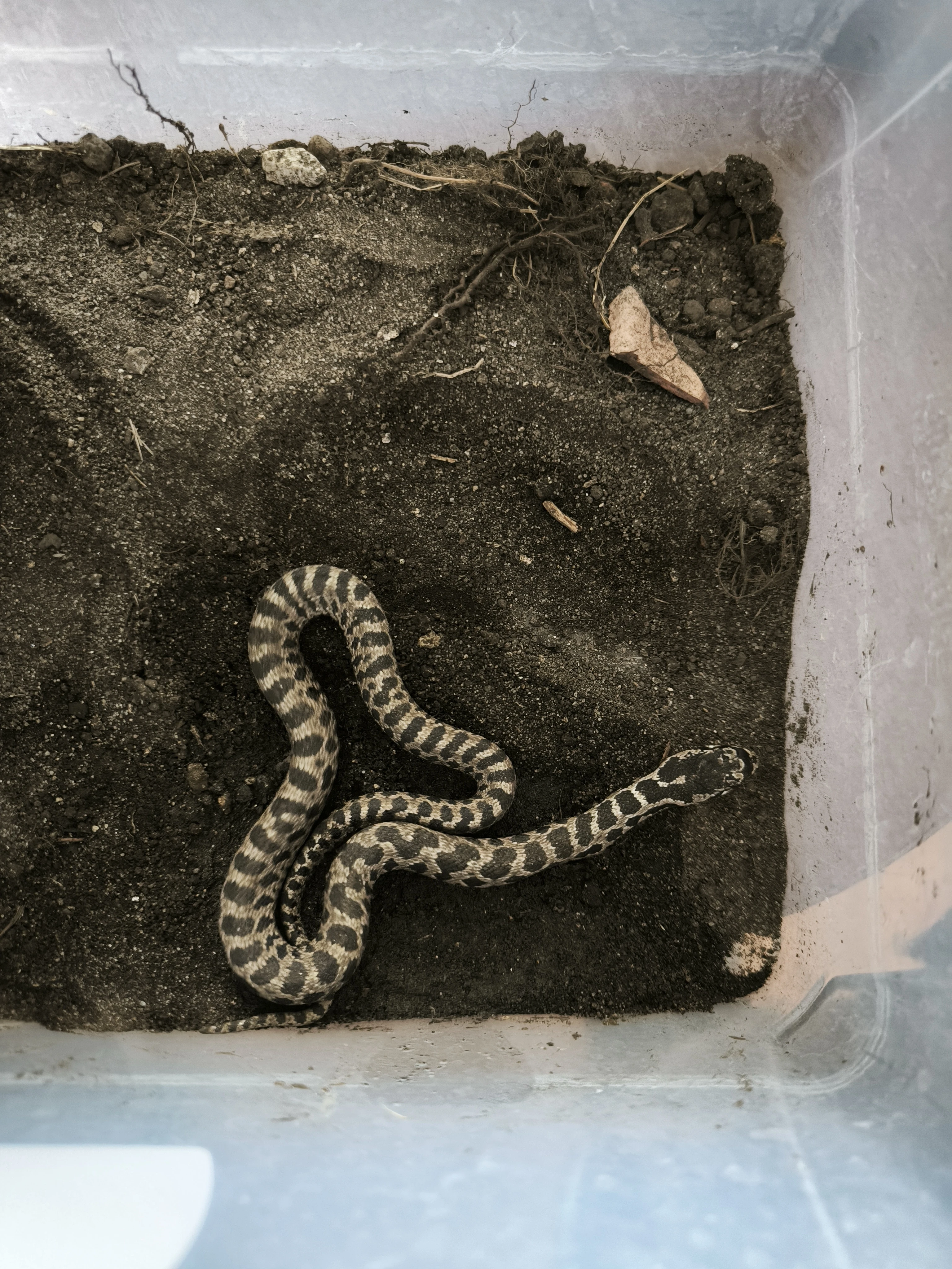 0,2 NZ08/2025 Elaphe quatuorlineata.