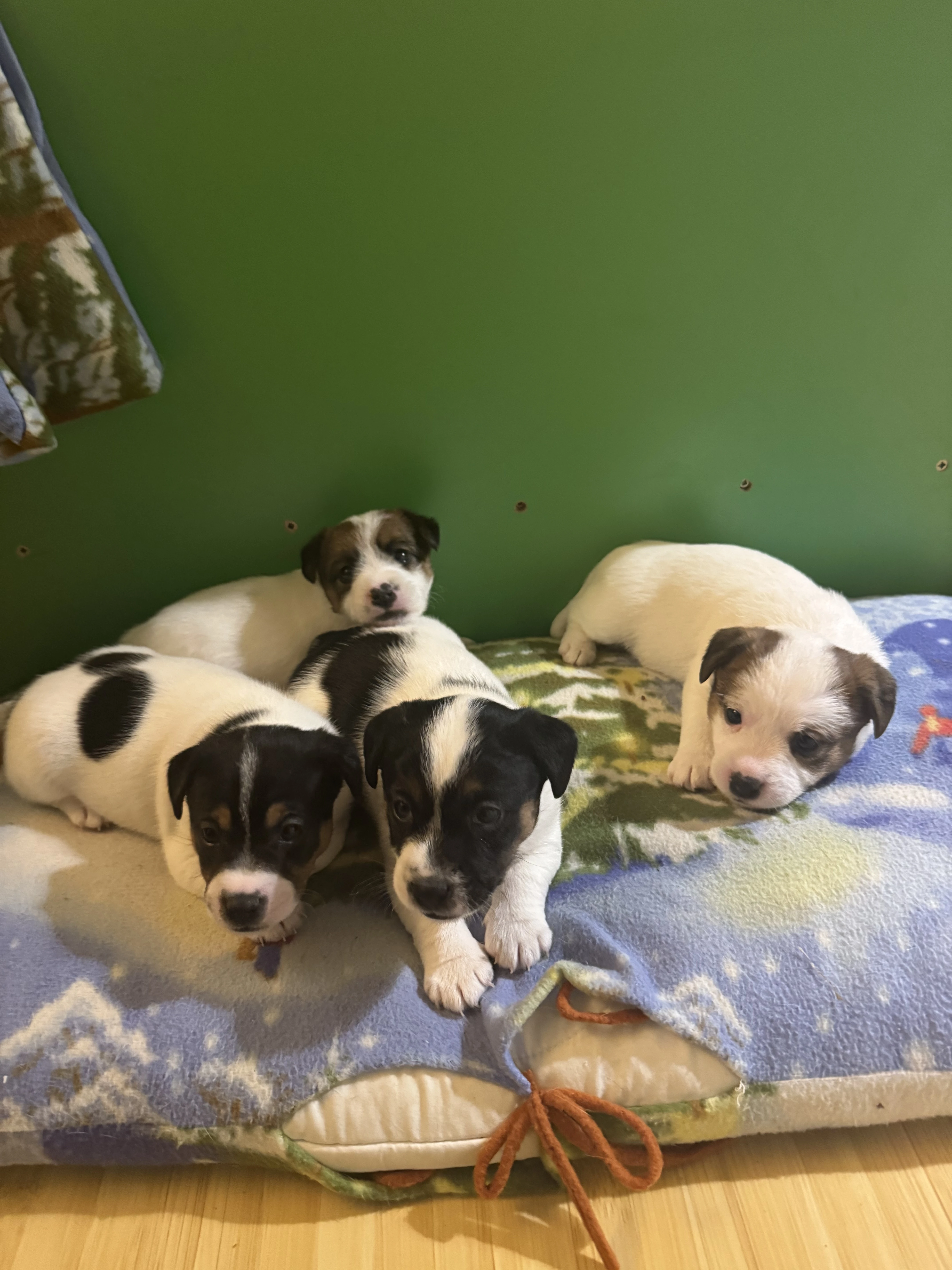 Štěňátka Jack Russell Teriér broken a hladkosrtá