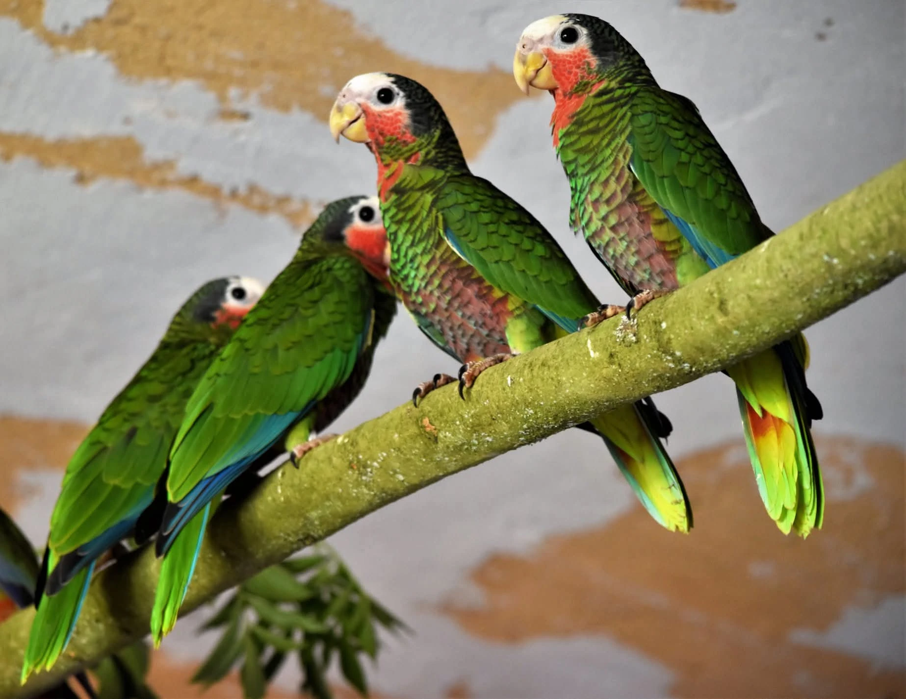 Prodám Amazoňan kubánský