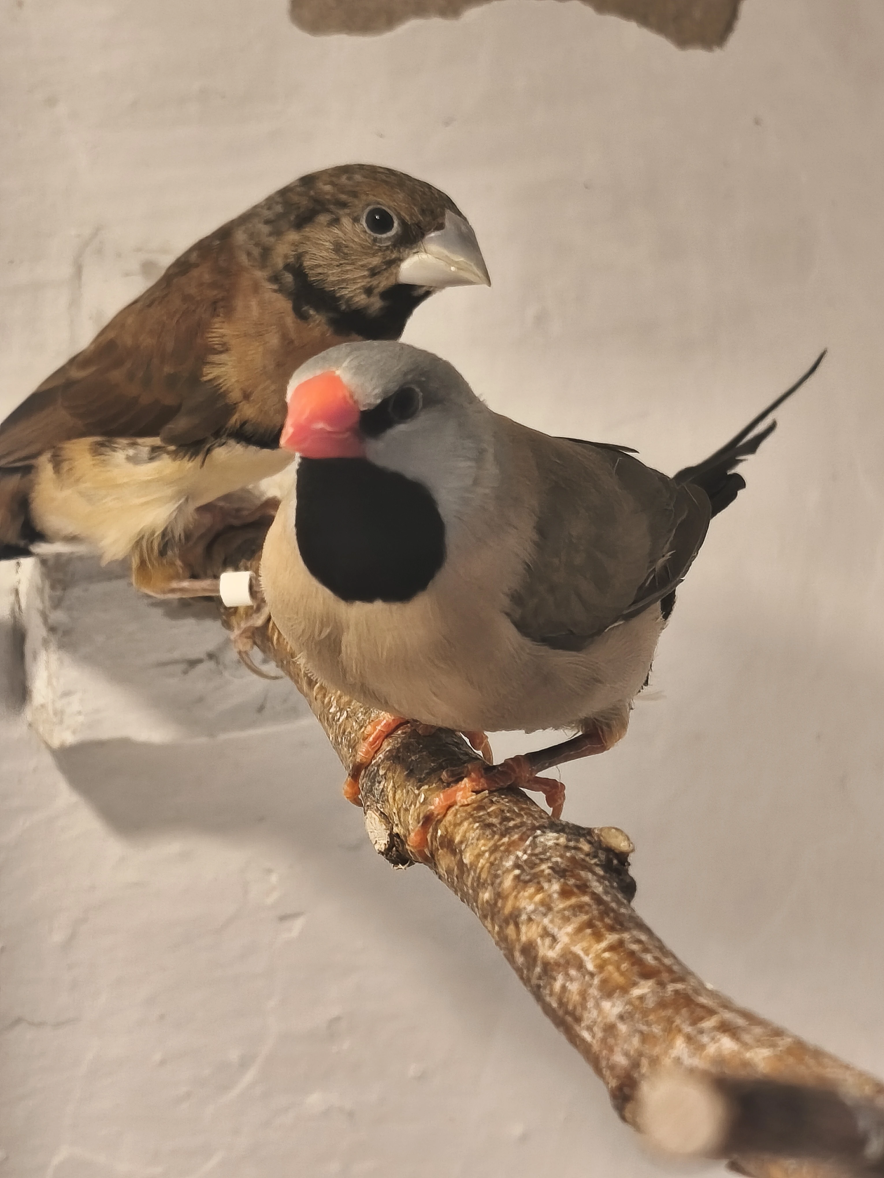 Pásovník dlouhoocasý,zebřičky