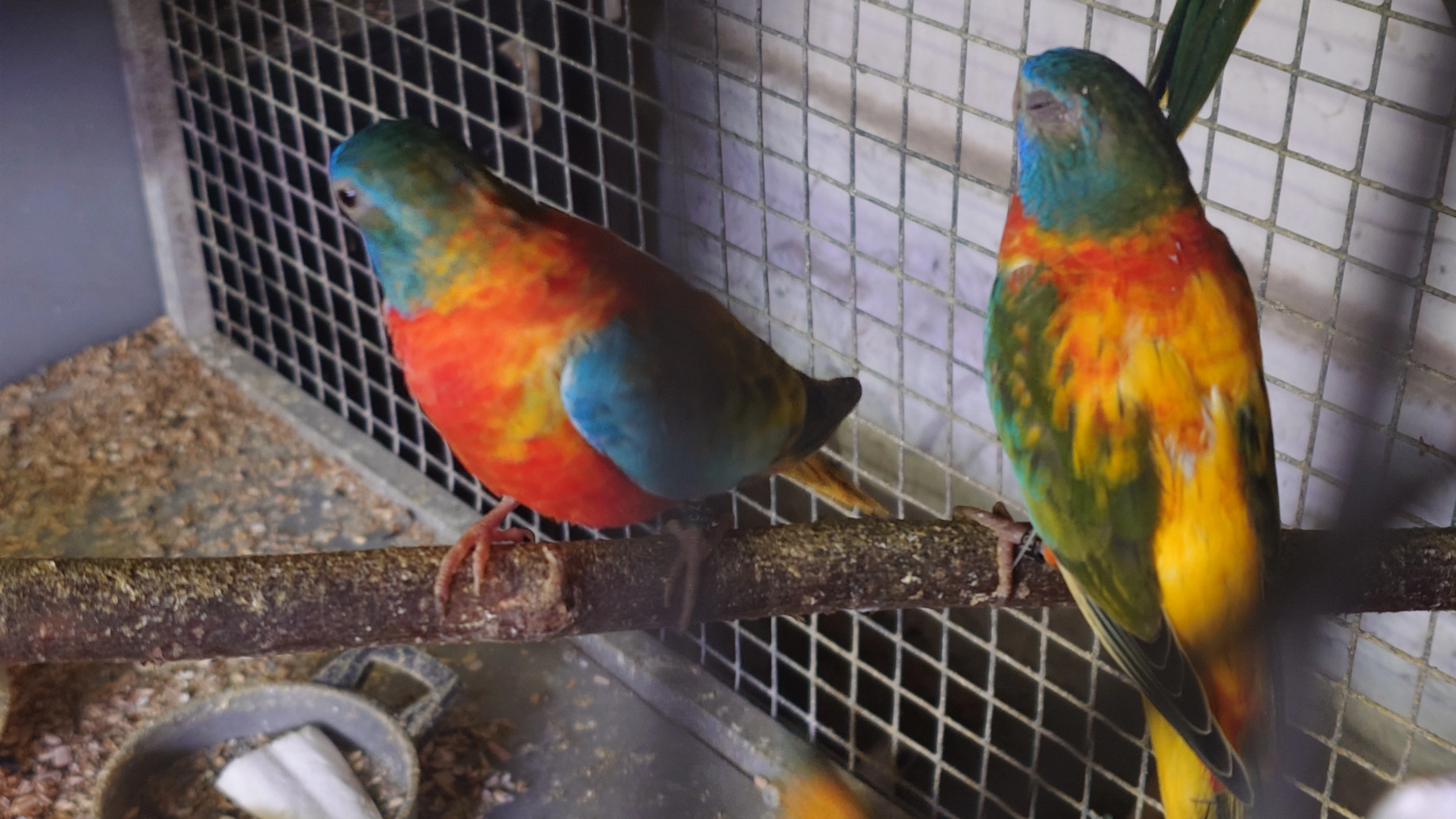 Neoféma modrohlavá