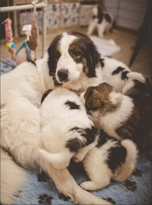 Tornjak - Štěňátka s PP