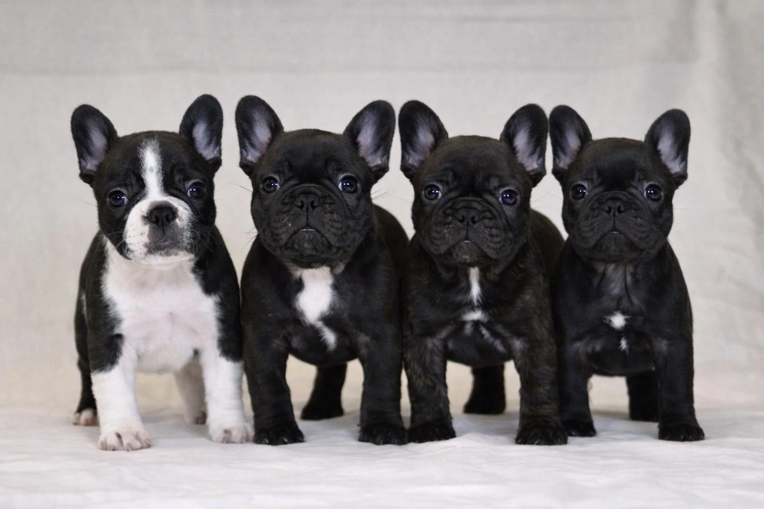 Francouzský buldoček s PP FCI