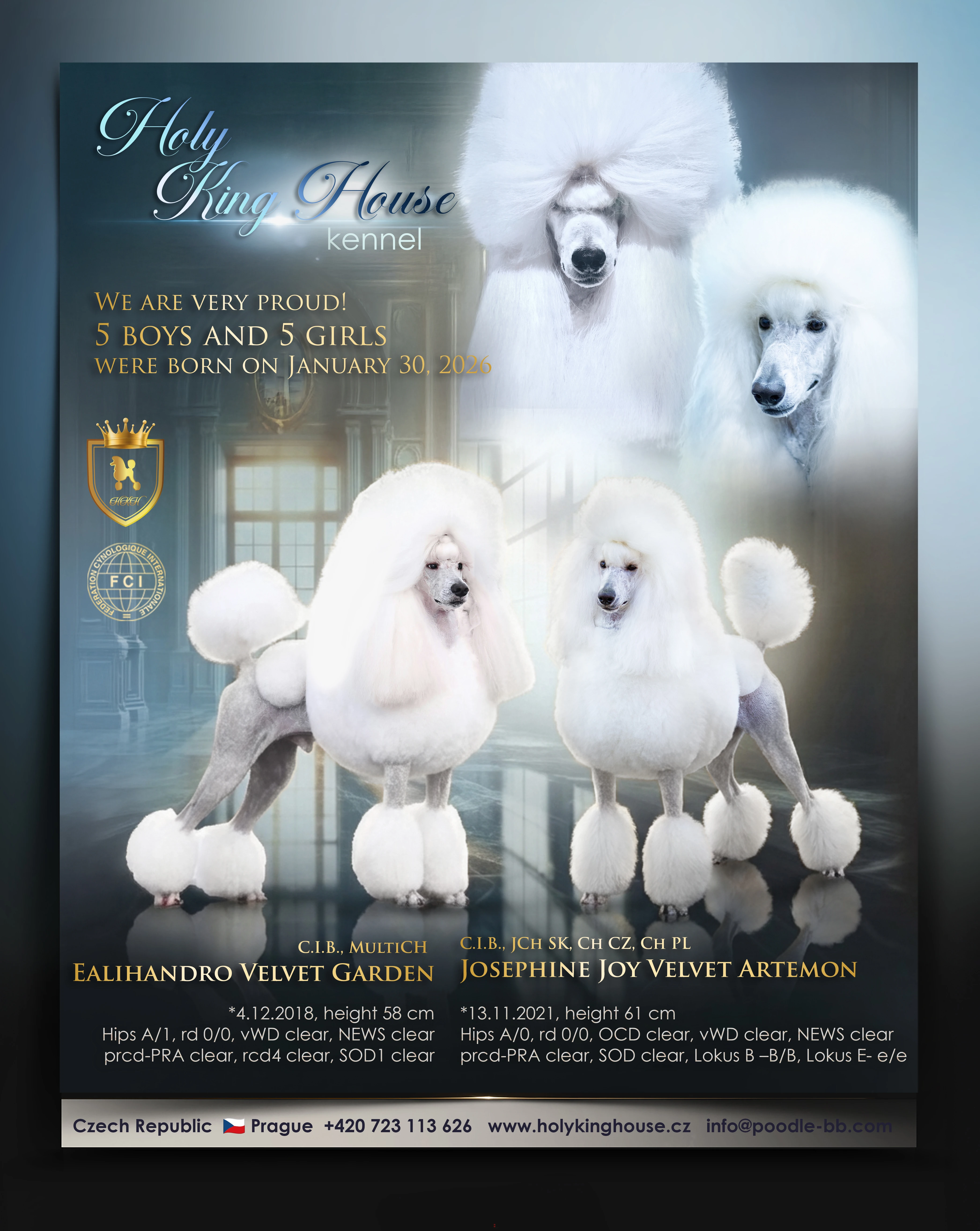 Štěňátka bílého královského pudla s PP pod FCI