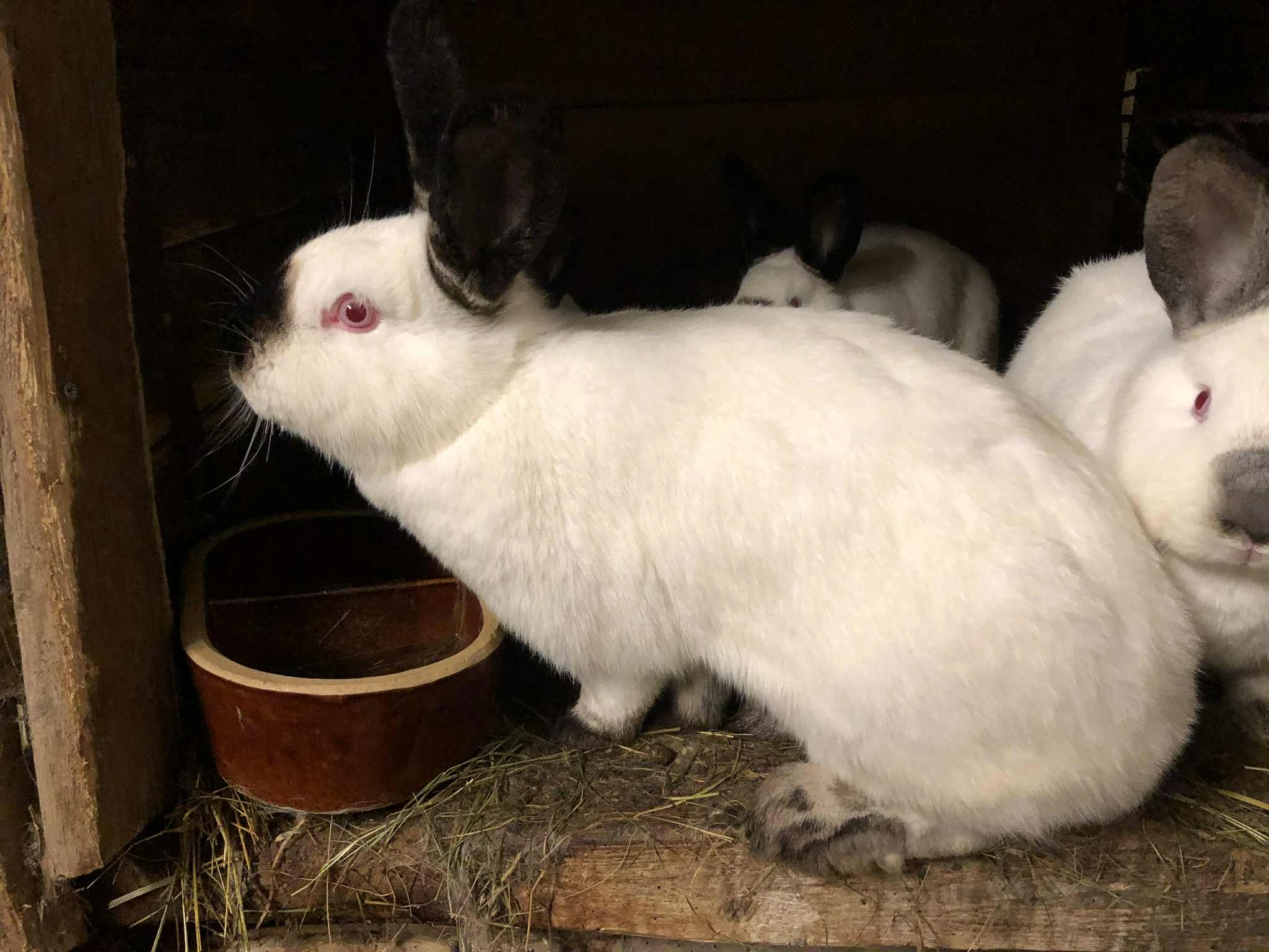 Kalifornský králík