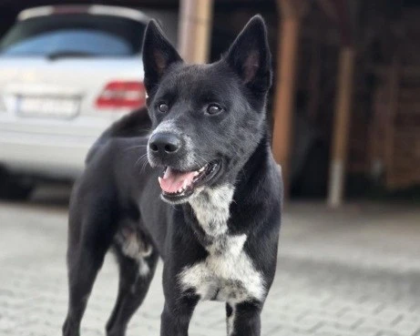 Kanaánský pes - dospělý pes s PP