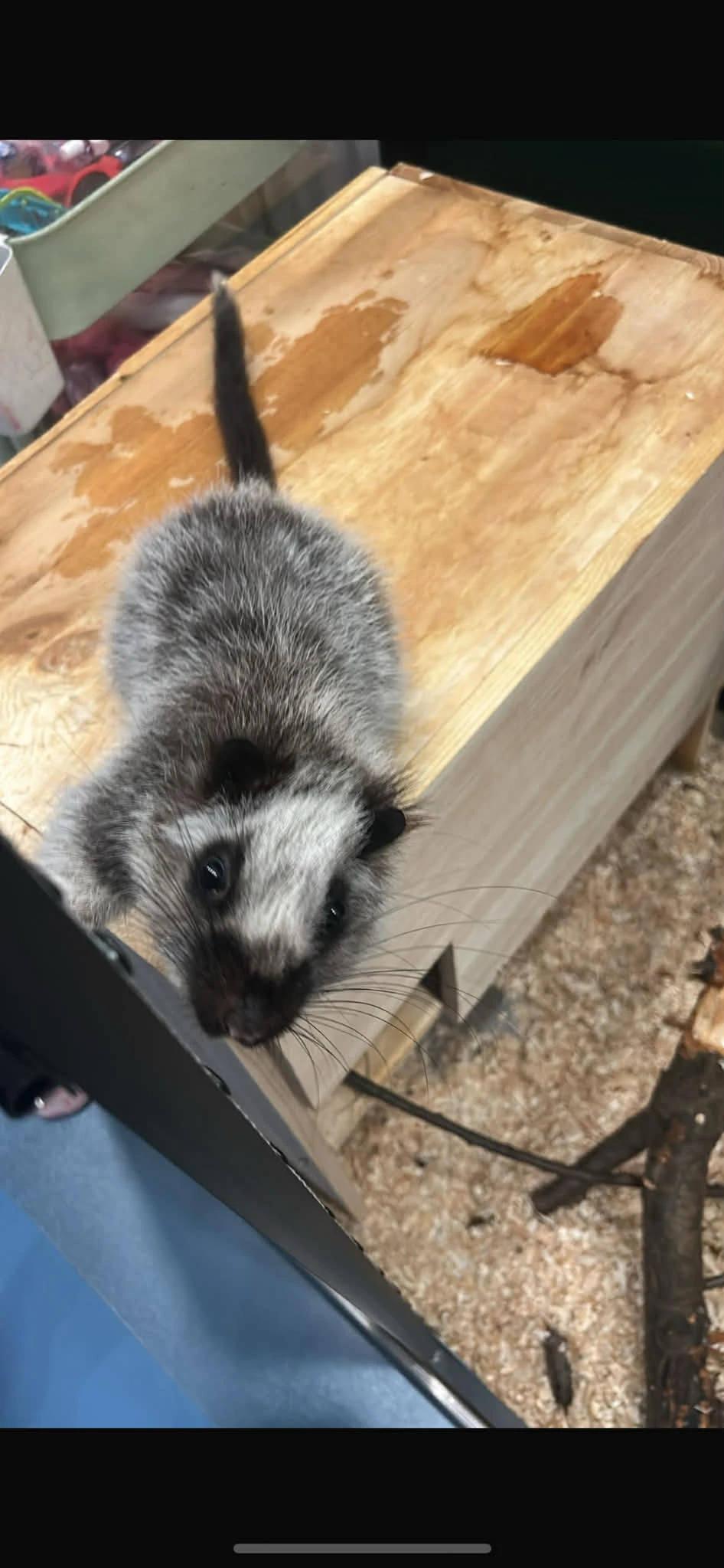 Velemyš obláčková