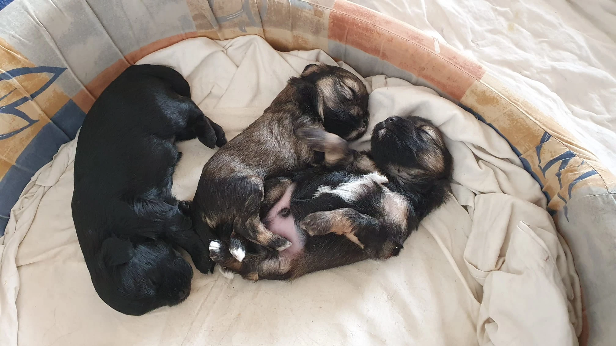 Lvíček - štěňata s PP