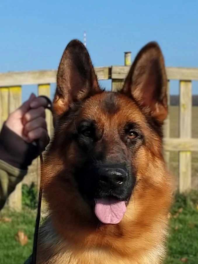 Fena no s PP - 20 měsíců