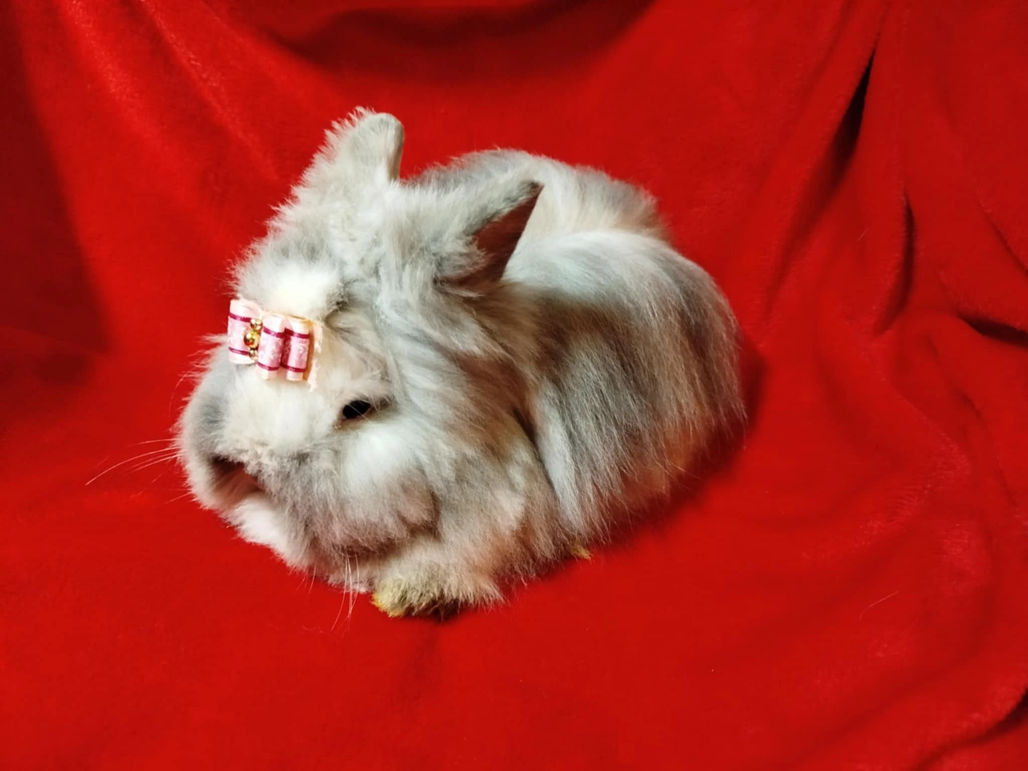 Nabízím zakrslého králíčka- teddy (stáří 2 měsíce)