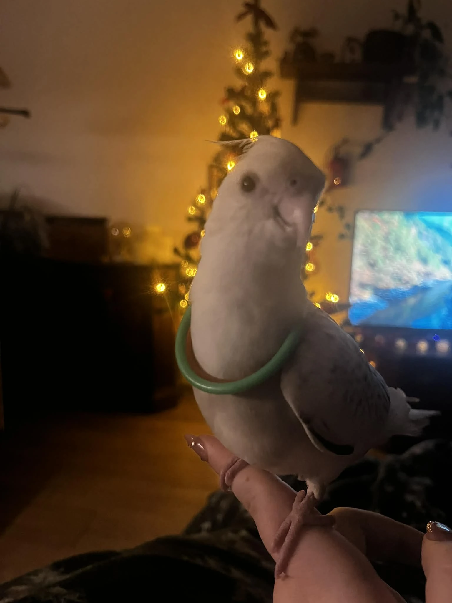 Ručně dokrmená korela - samička