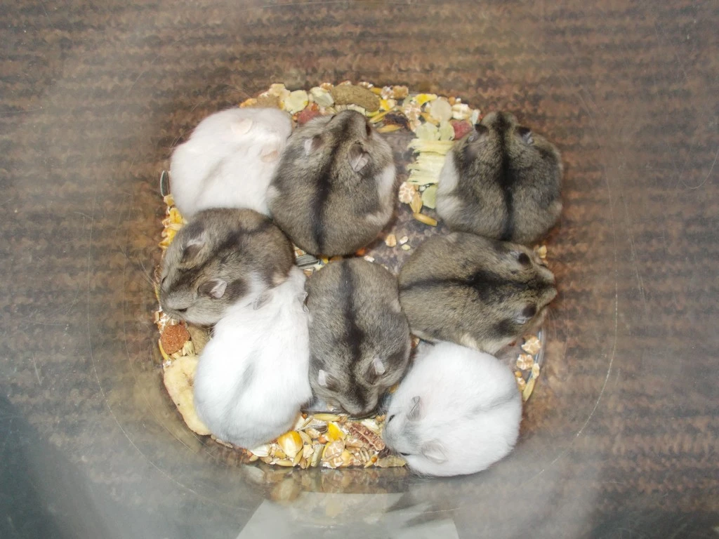 Křečík džungarský