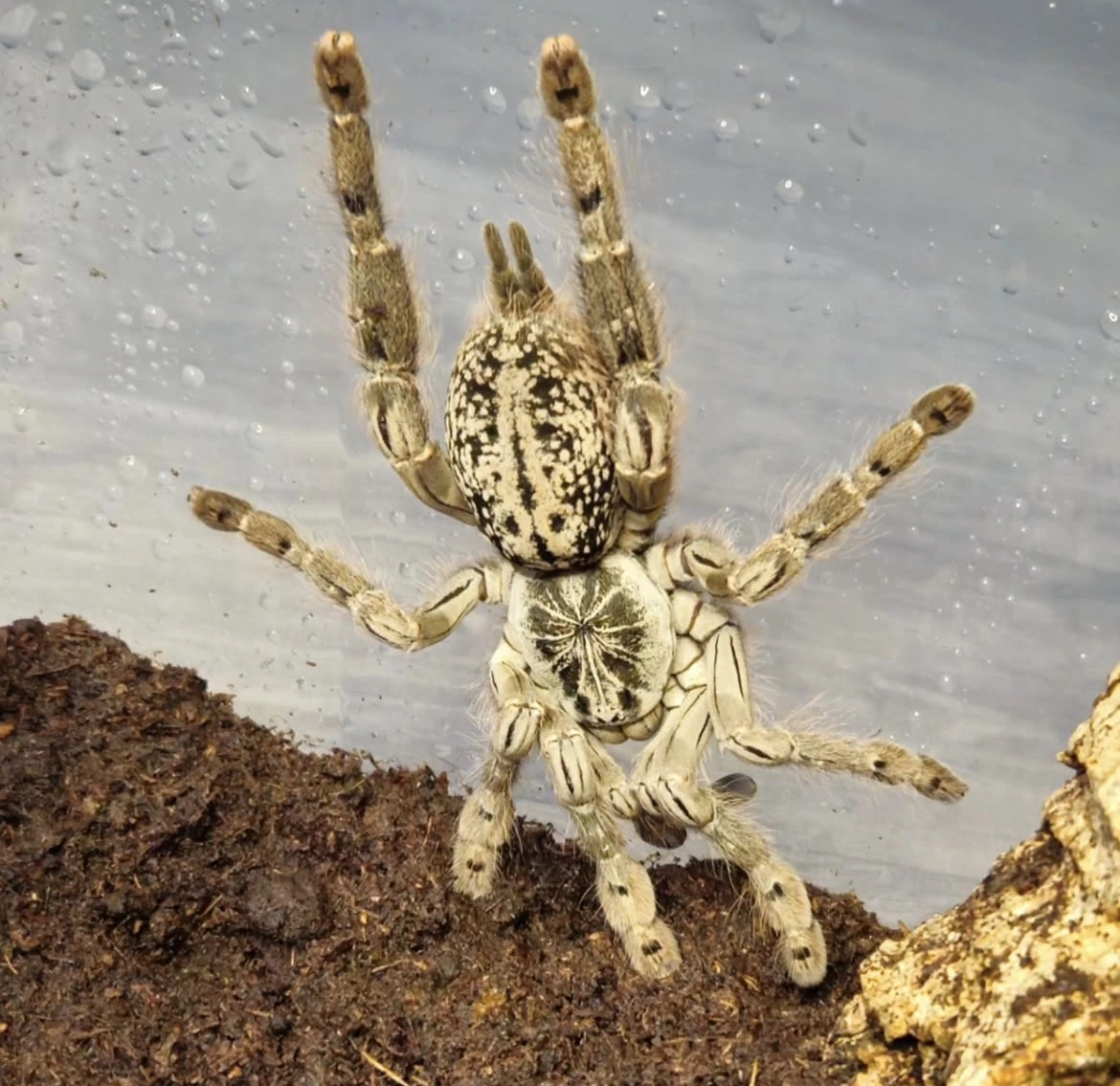 Heteroscodra maculata 3. - 4. svlek