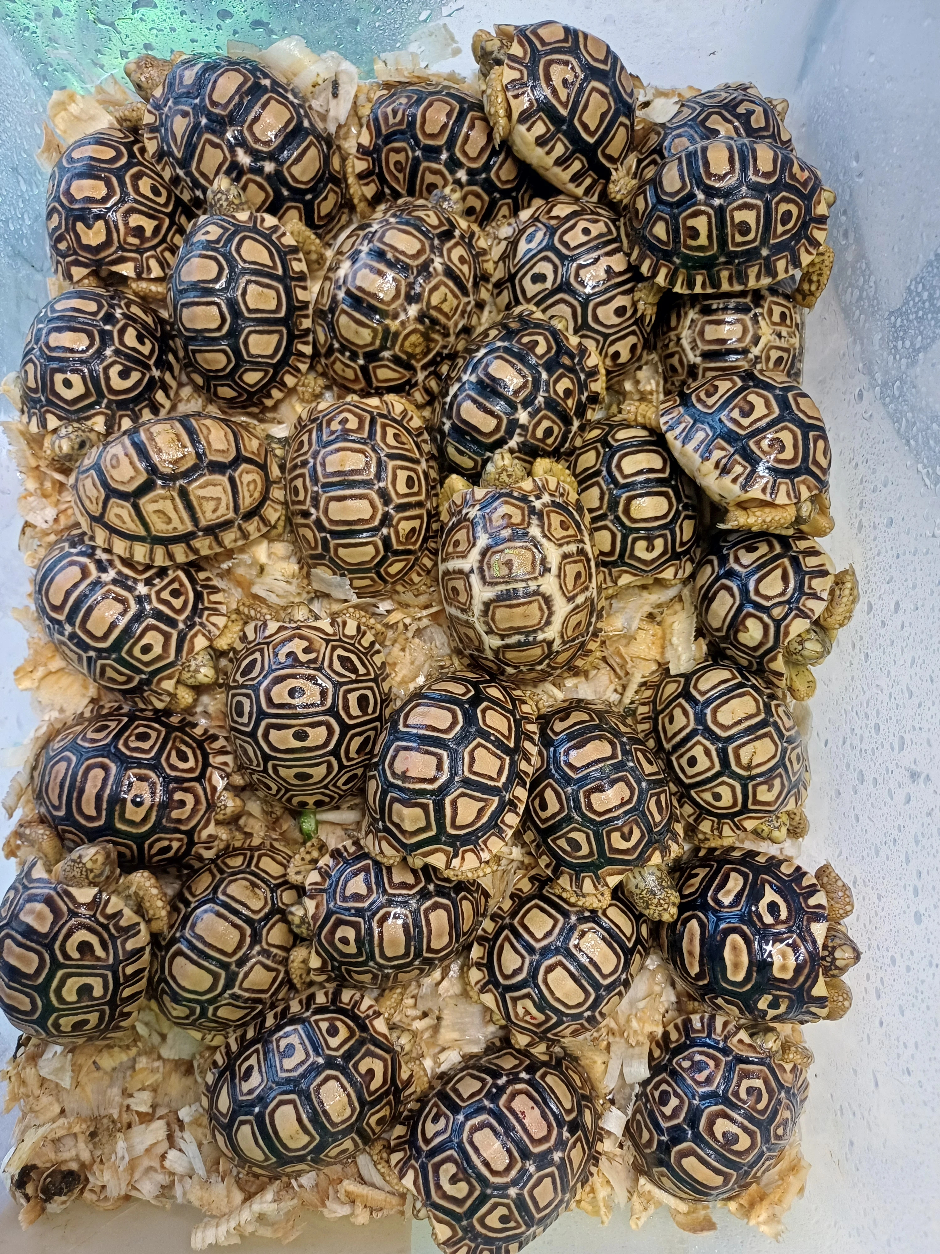 Prodám mláďata suchozemských želv