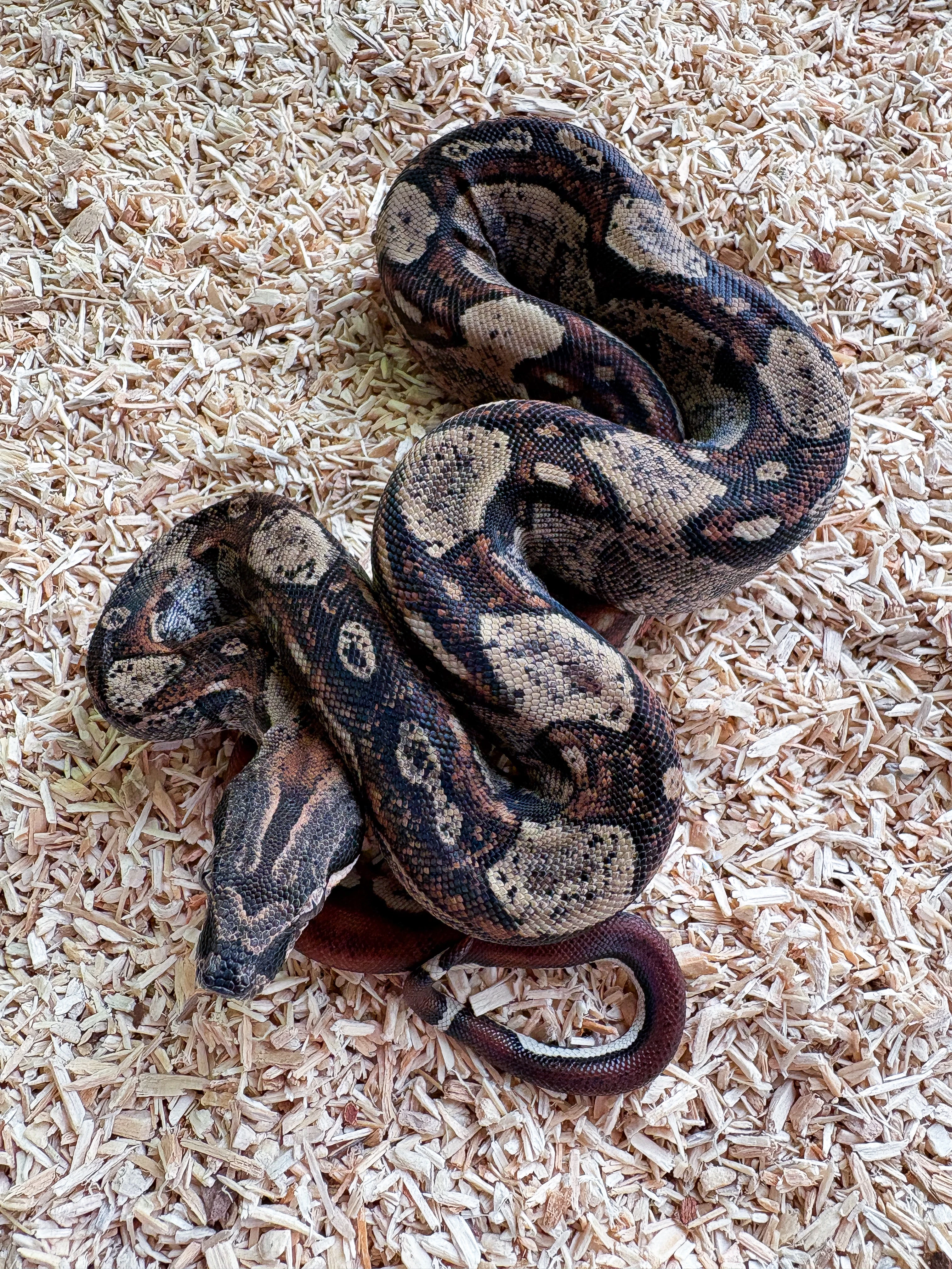 Hroznys kralovsky Boa Hypo IMG