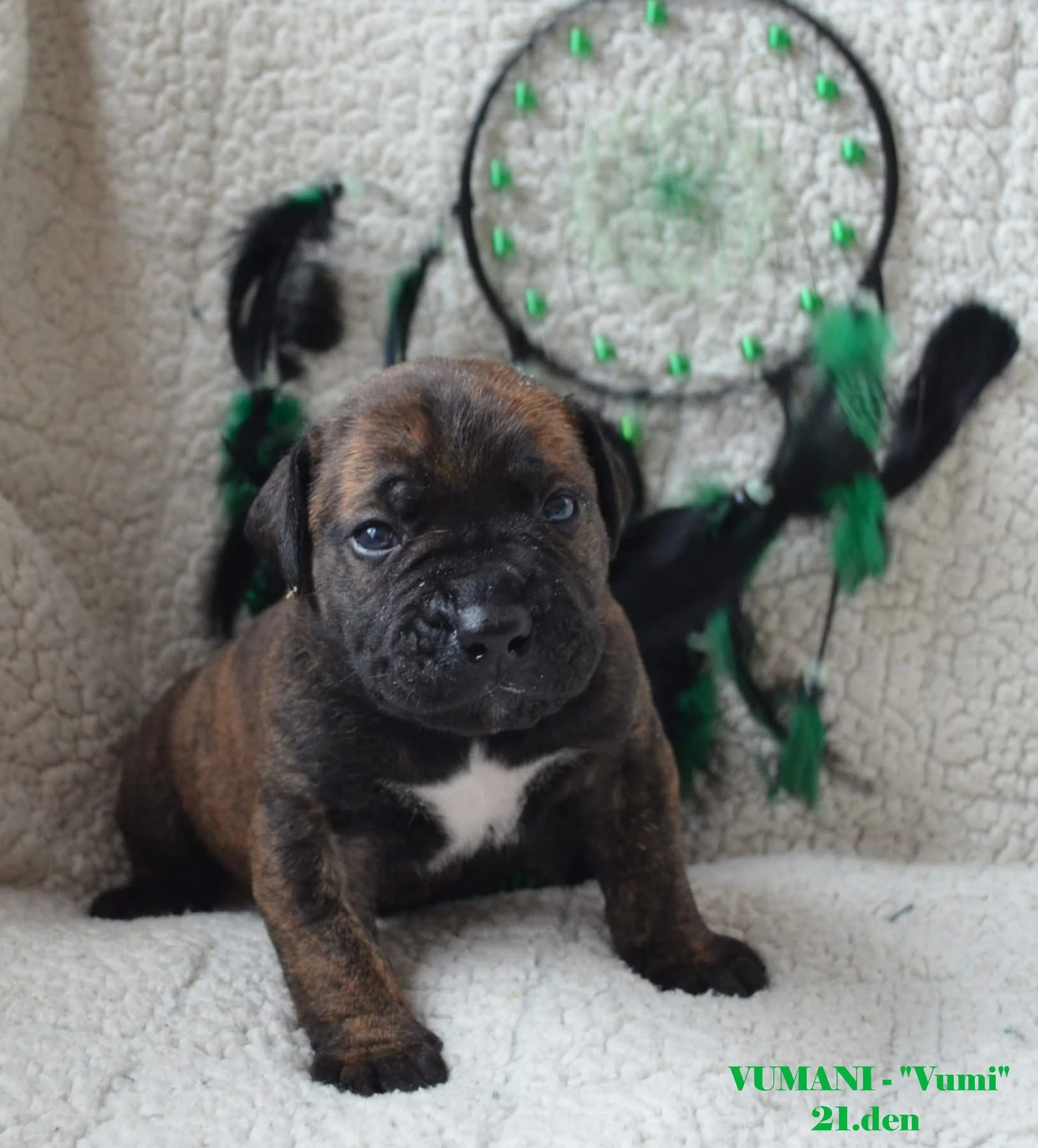 Boerboel štěnata s PP FCI