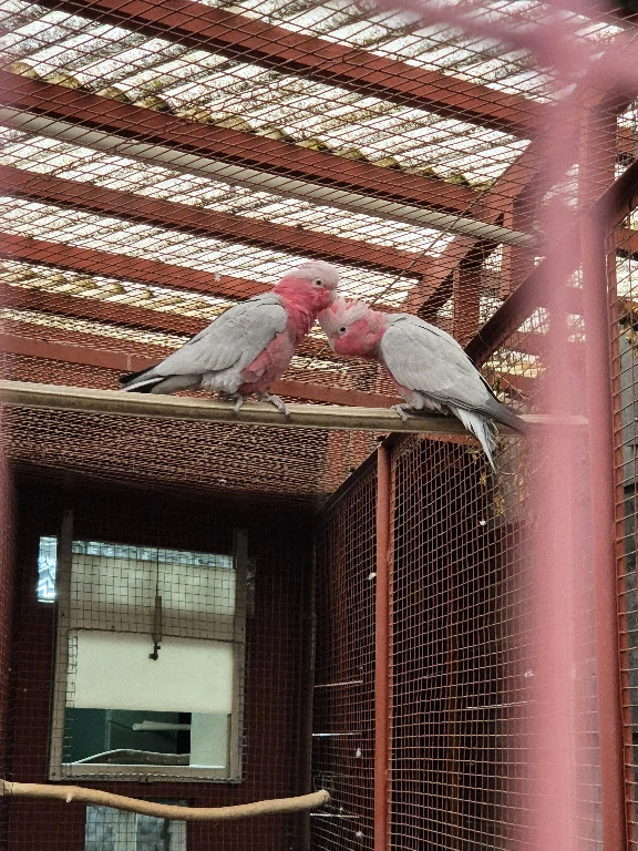 Kakadu růžový -  pár