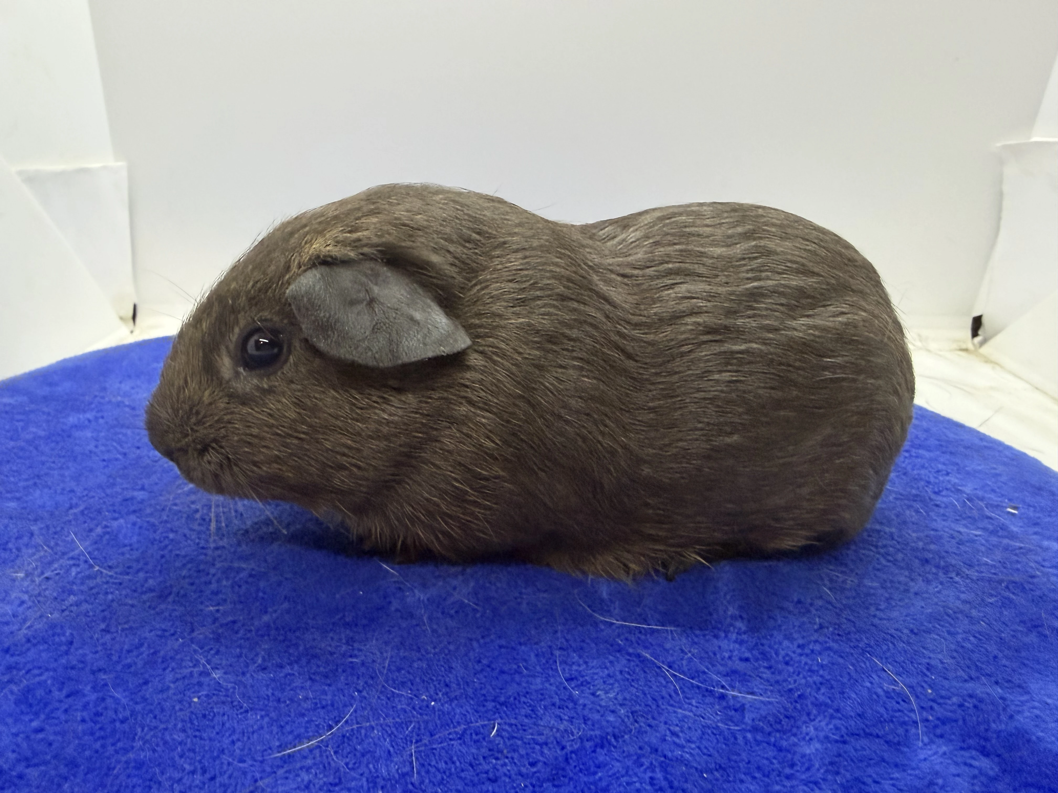 Morče hladké sameček aguti blue/amber s kalifornskou kresbou