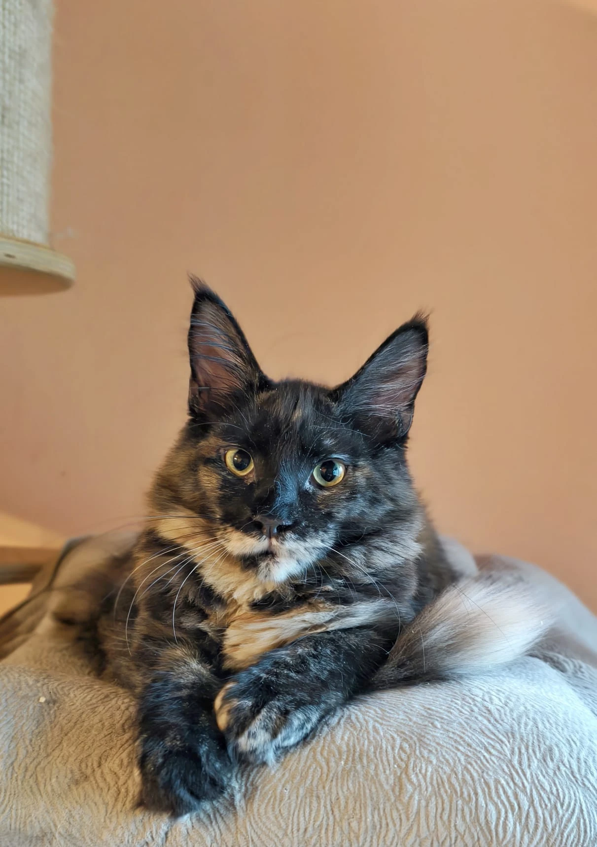 Prodám mainskou mývalí kočičku s PP