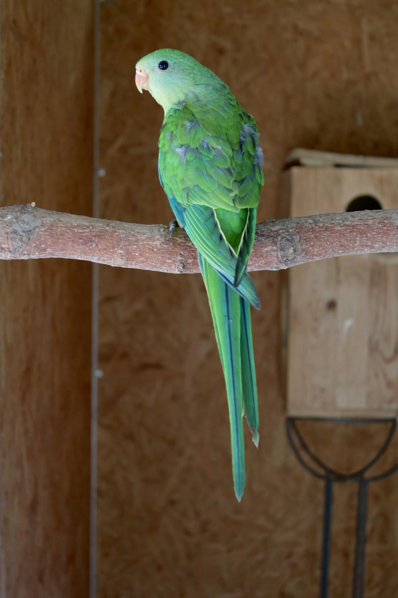 Prodám papoušky nádherné