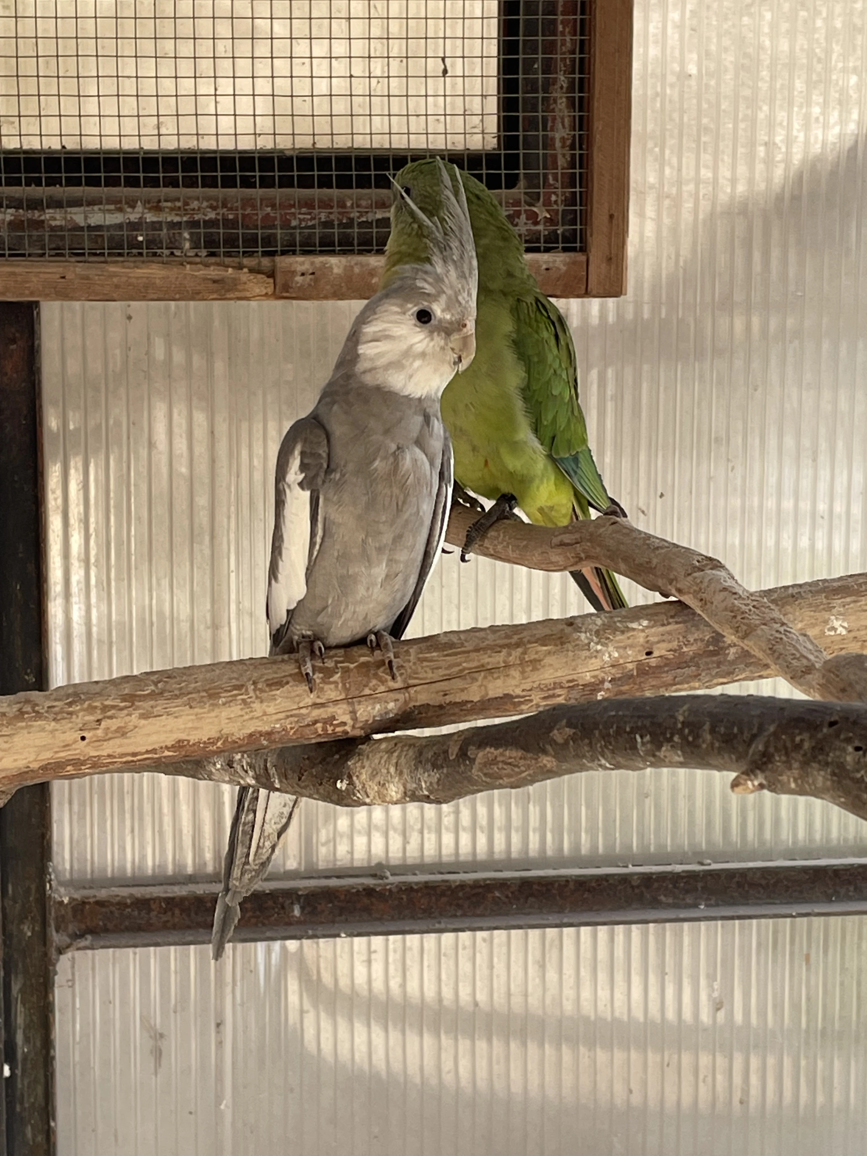 Prodám loňské korely