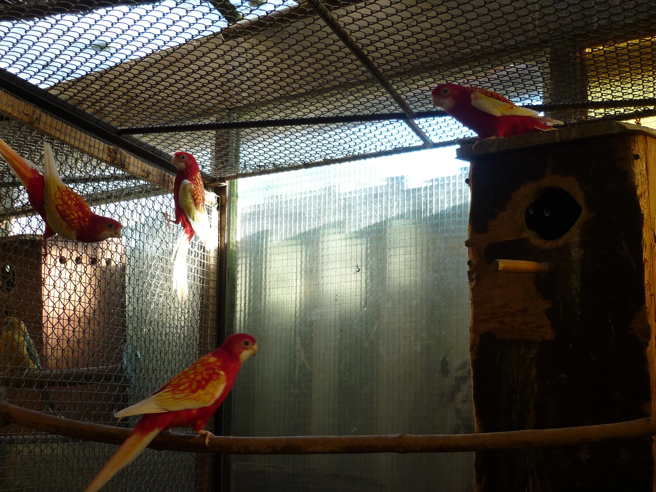 Rosela pestrá  rubino