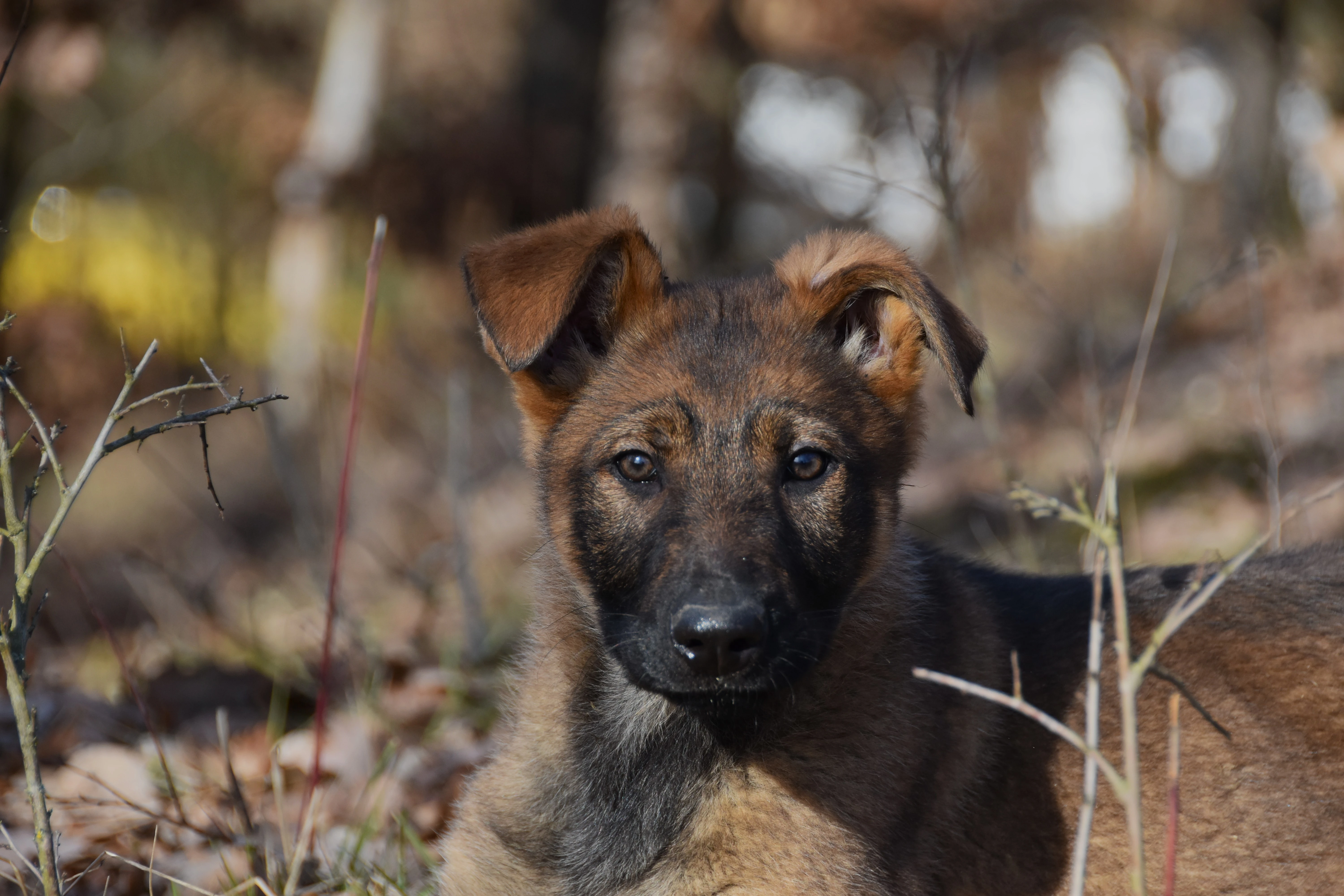 Fenky německého ovčáka s PP