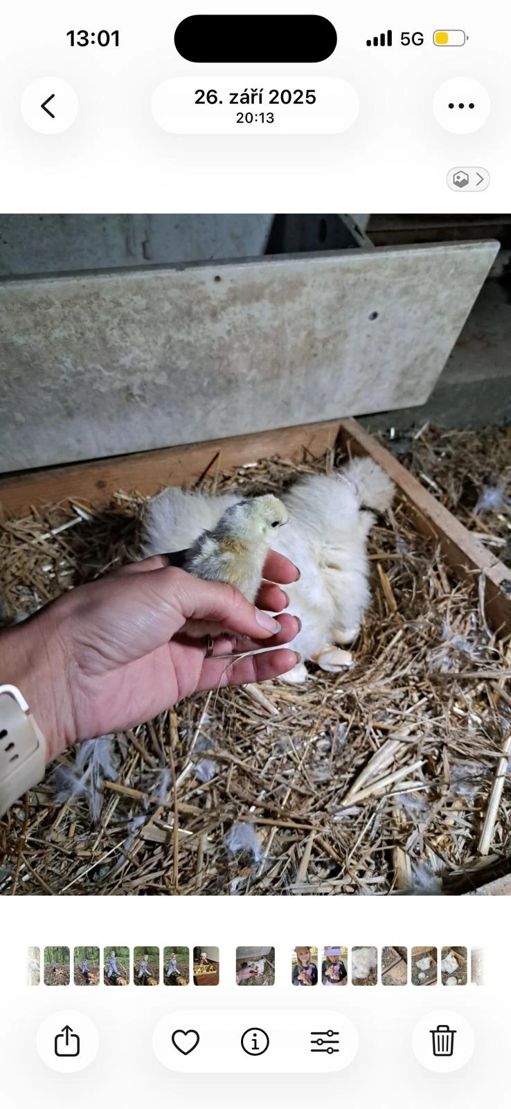 Slepice a kohoutek hedvabnicky