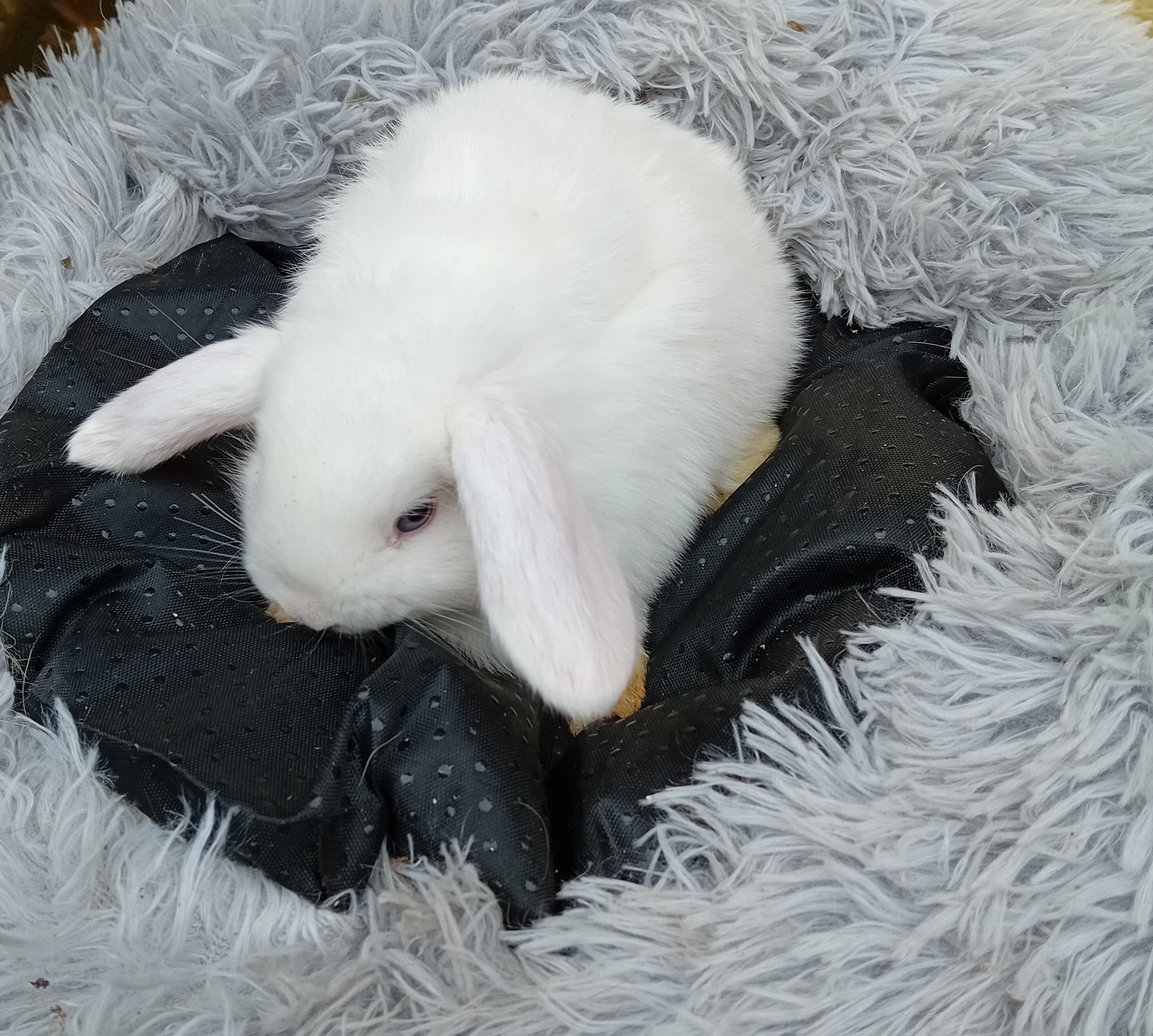 Zakrslý beránek F6