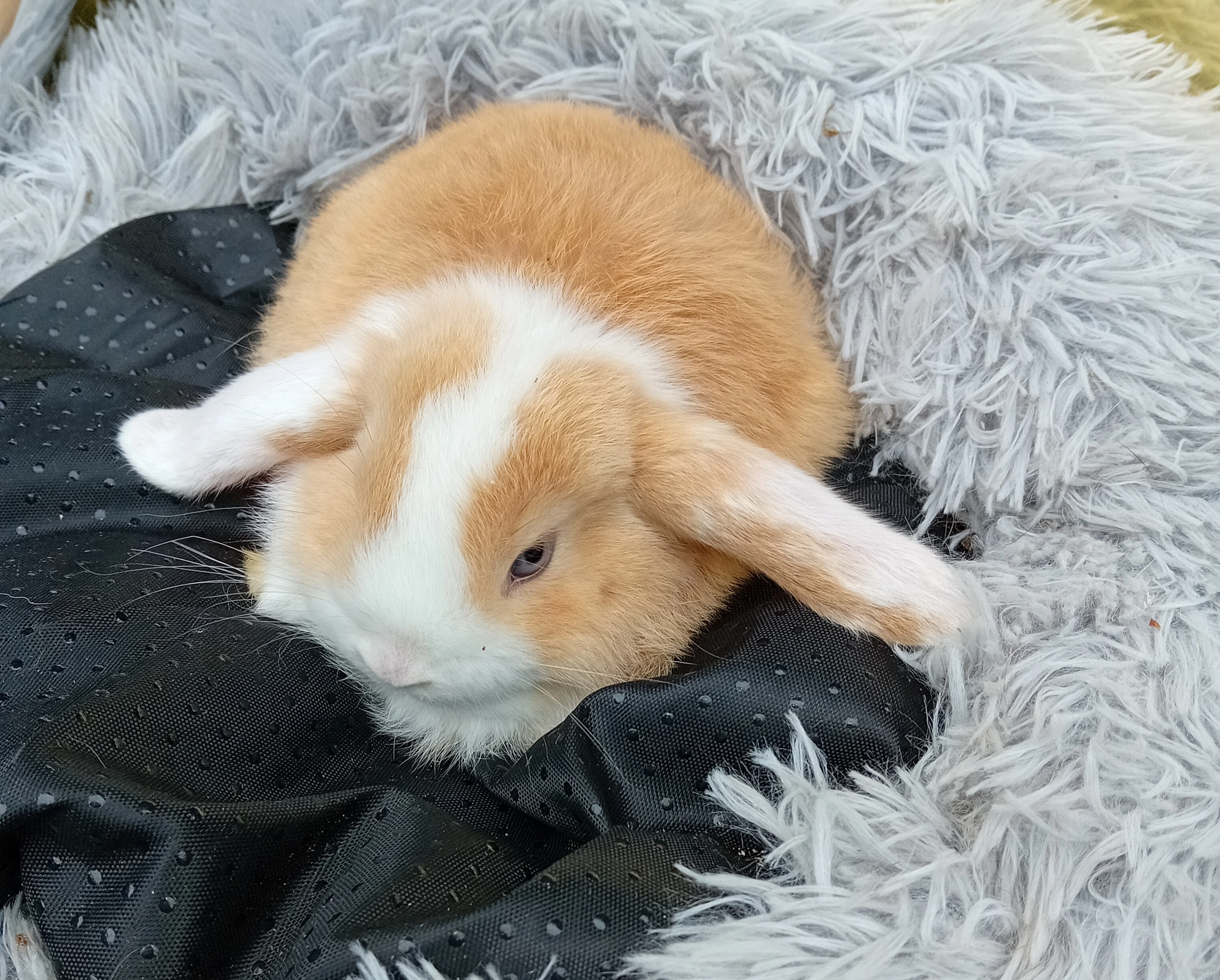 Zakrslý beránek F1