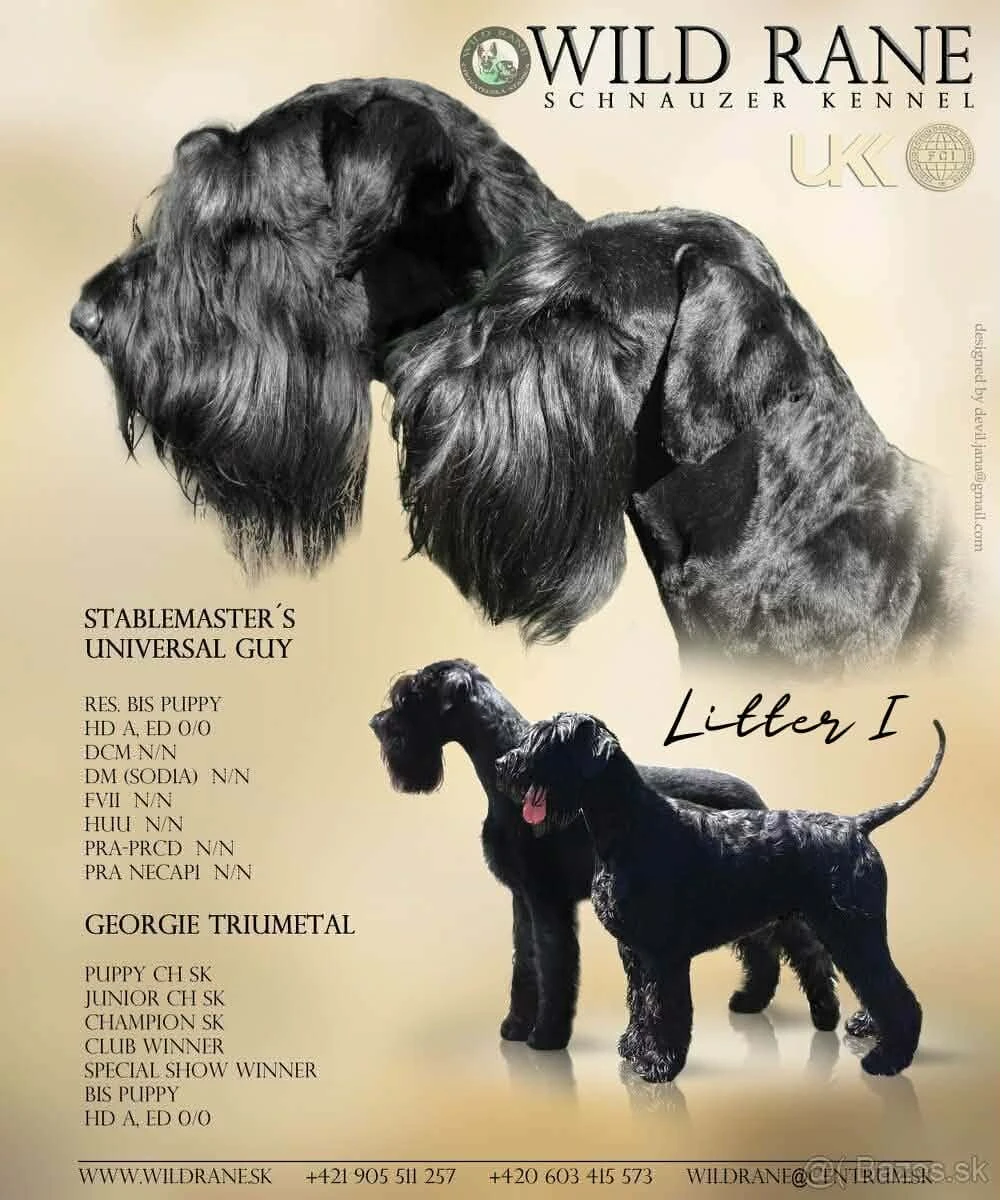 Knírač velký černý - štěňátka s PP