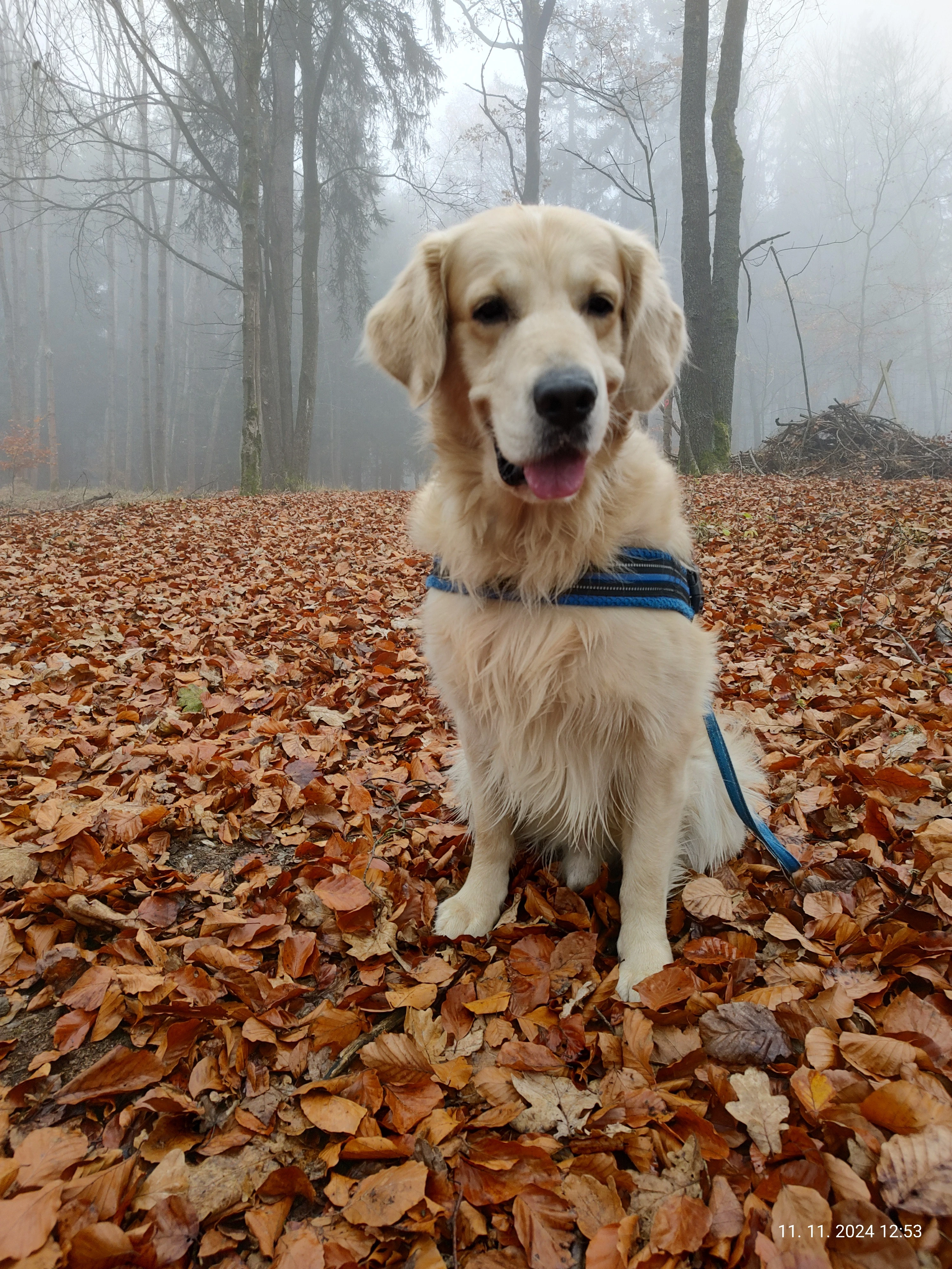 Krytí - Zlatý retrívr (bez PP)