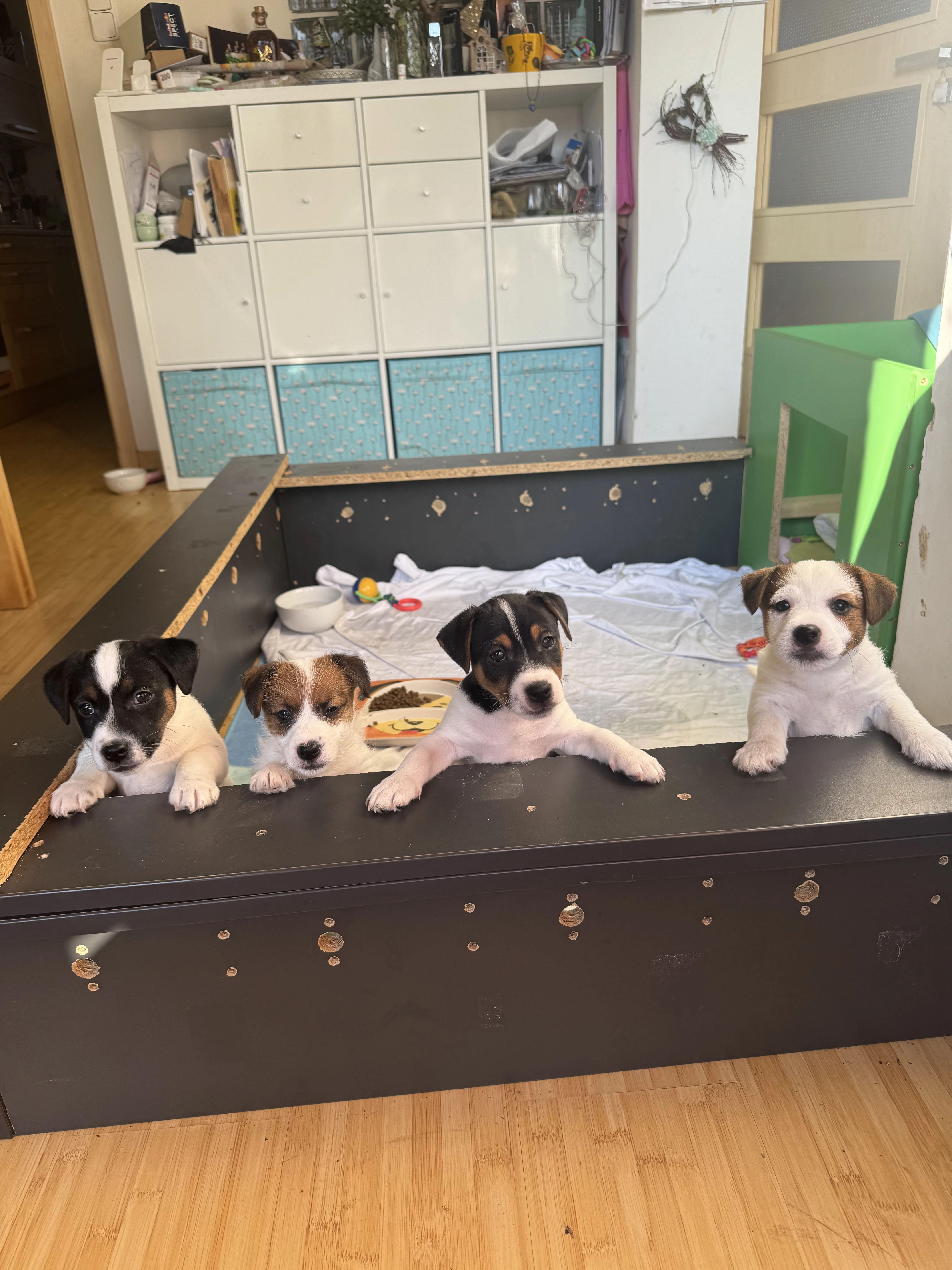 Štěňátka Jack Russell Teriér broken a hladkosrtá