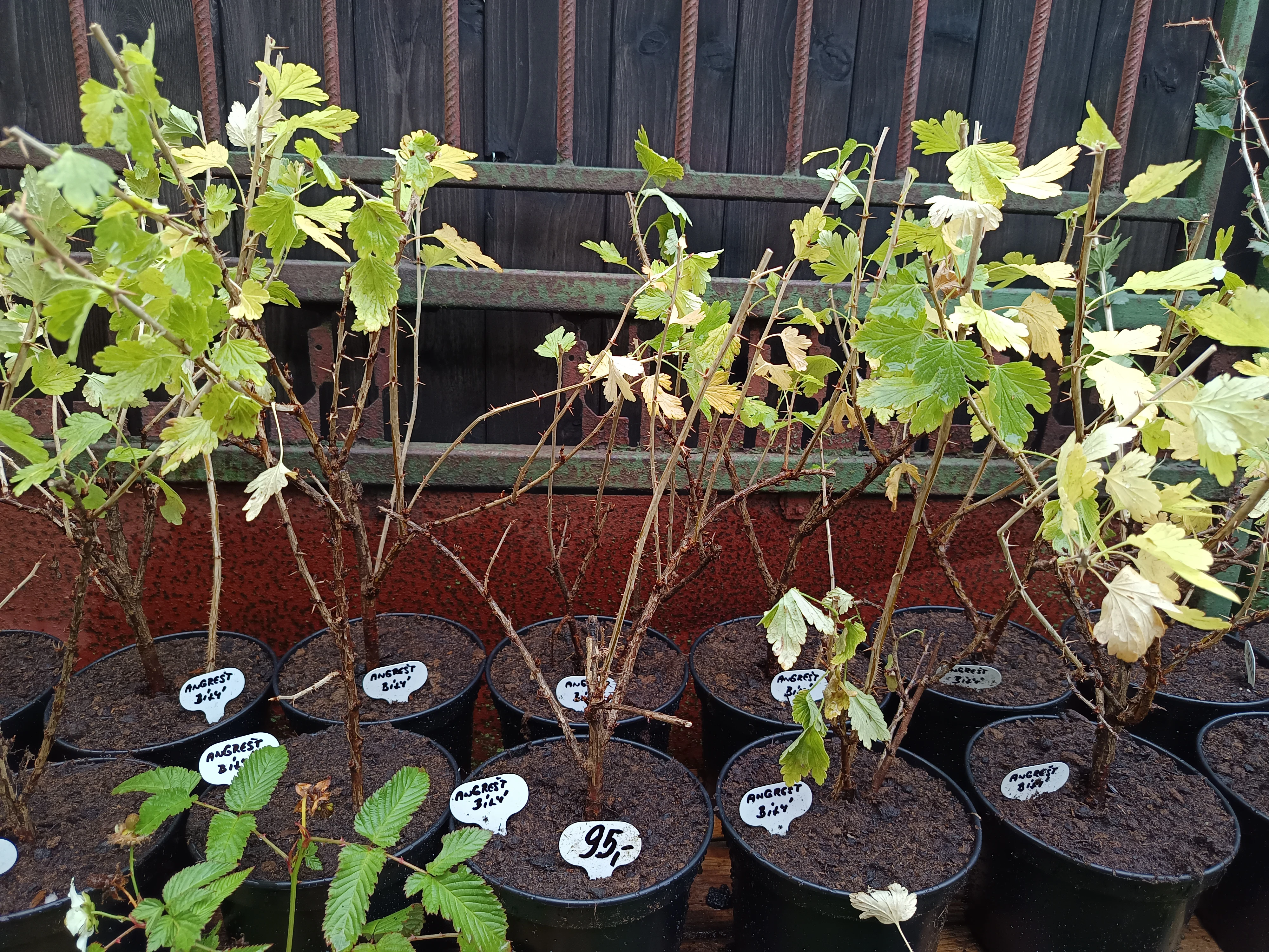 Rybíz Kozolupský keřový červený a černý Titania