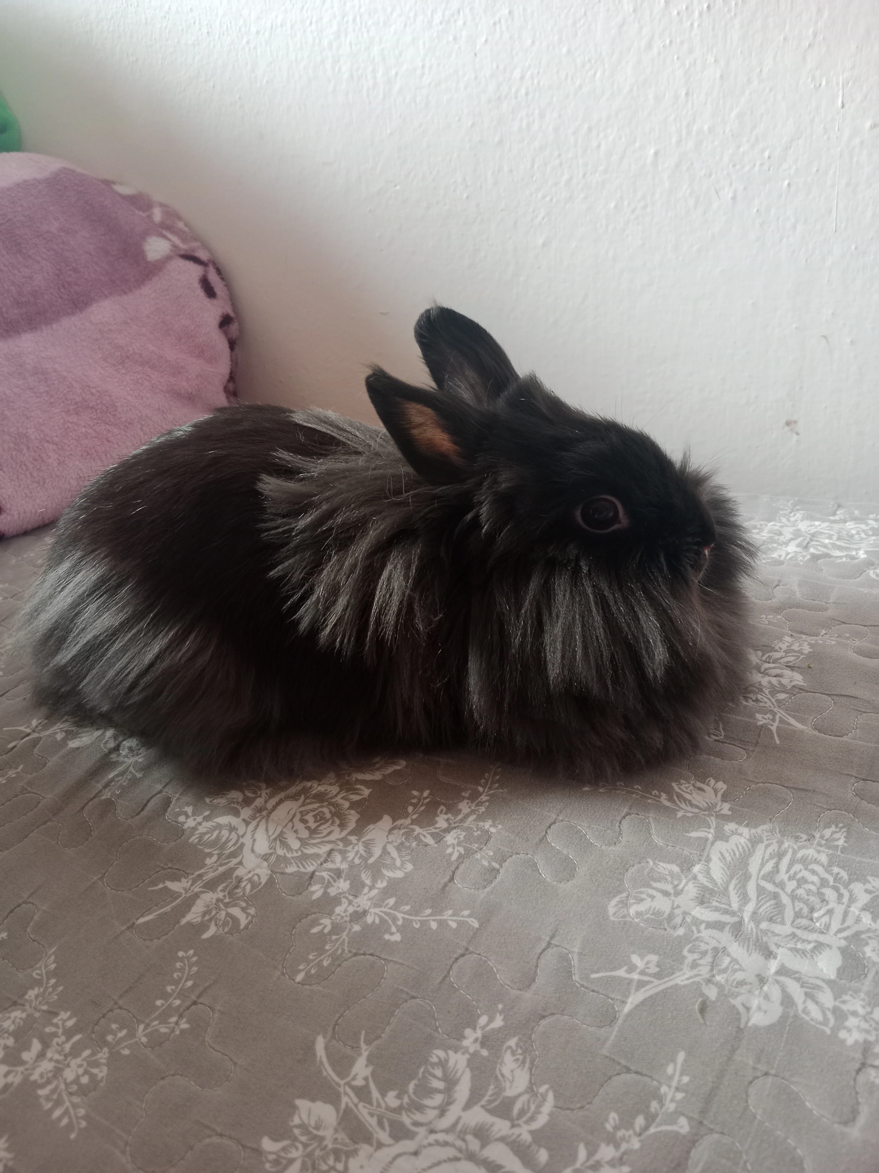 Zakrslí králík s vybavením