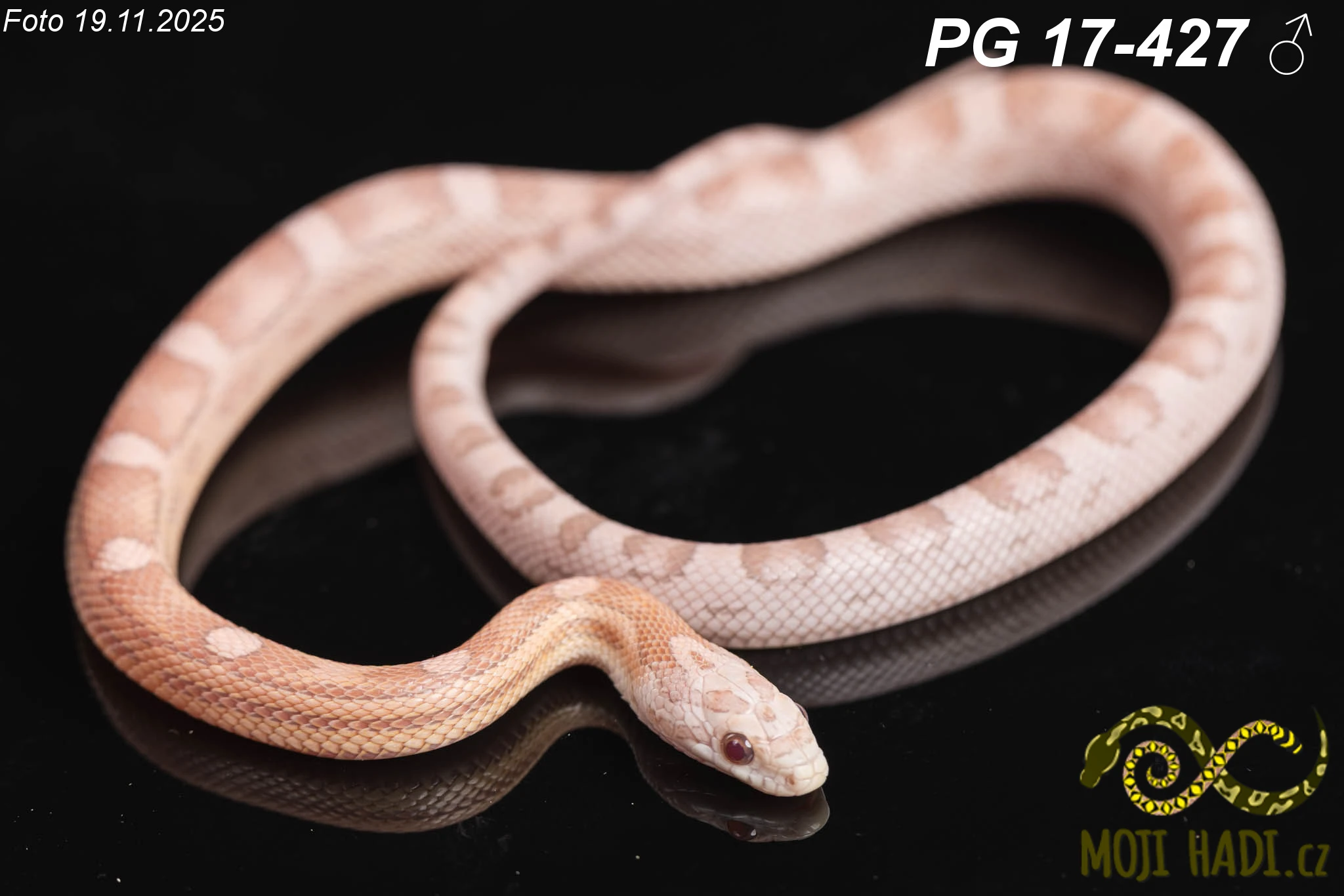 Užovka červená - Pantherophis guttatus - Mimosa RedFactor line