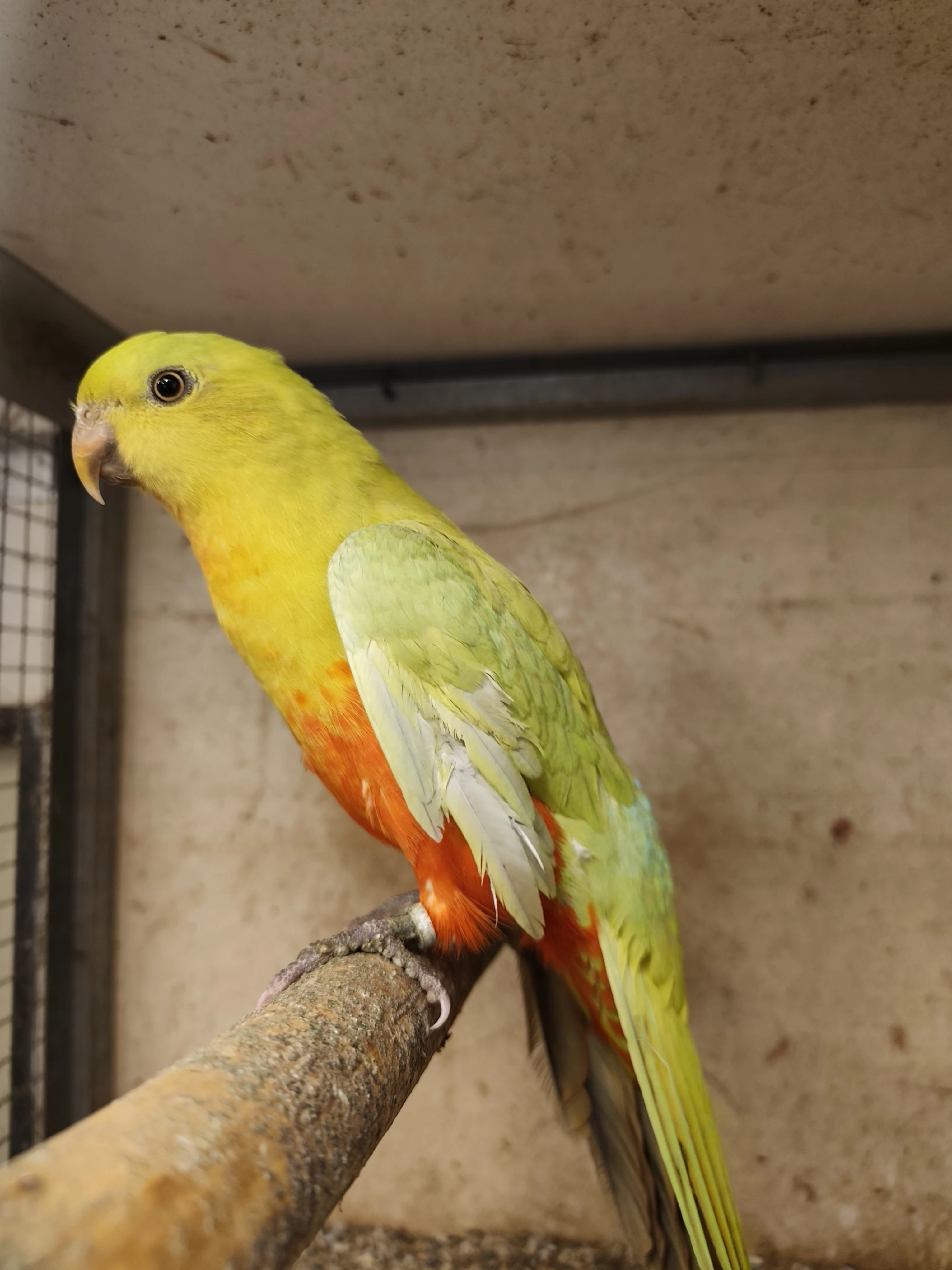 Koupím Barnard a Pap. Královský