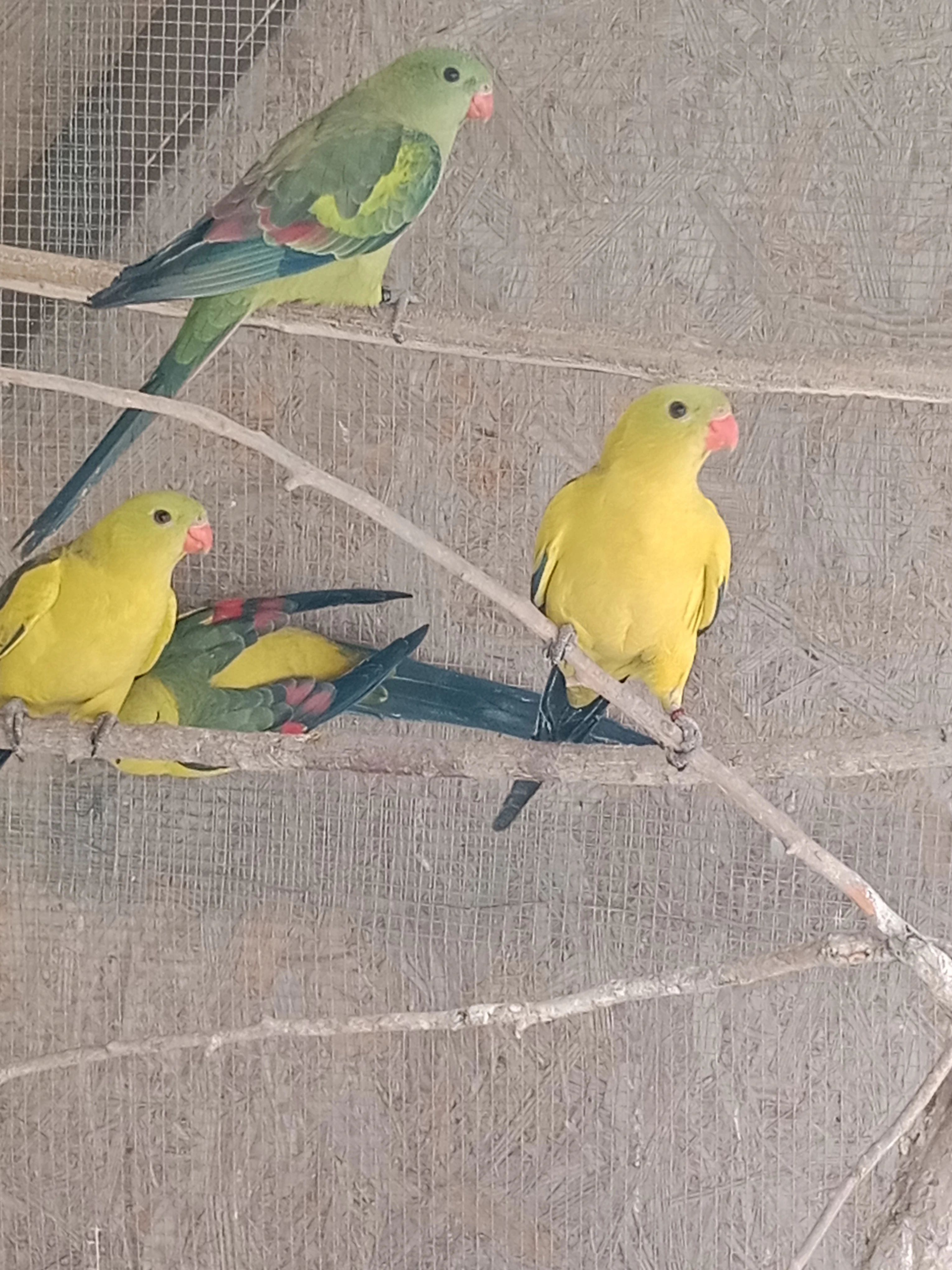 Papoušek horský kouřový