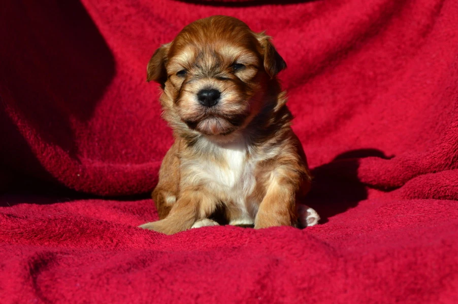 Havanský psík s PP