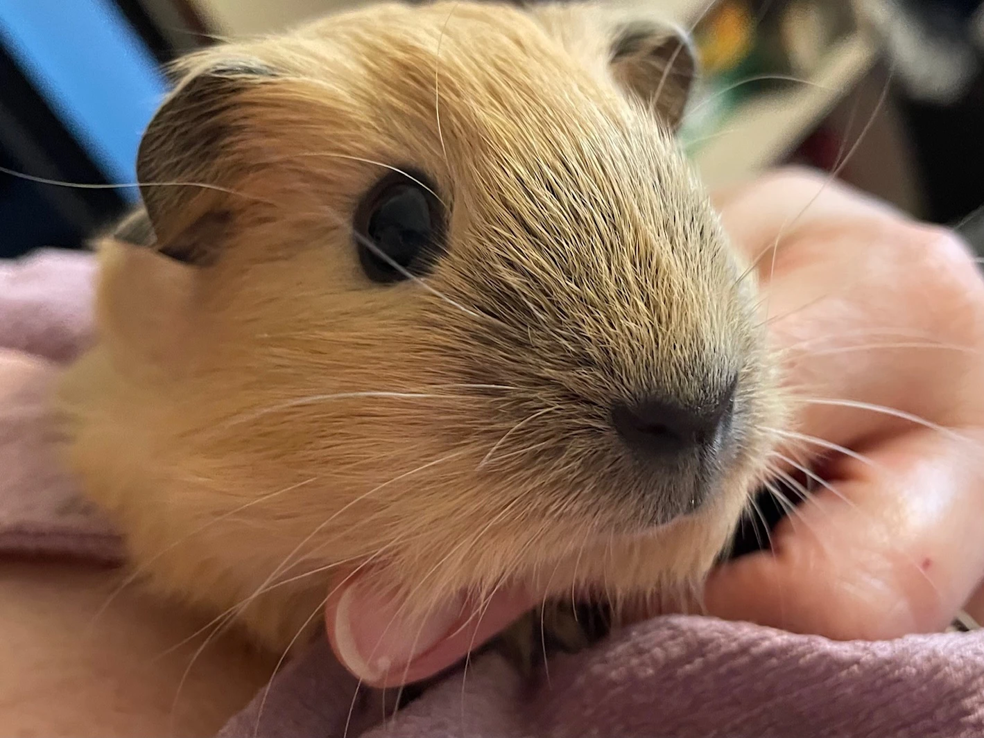 Nádherná samička morčete