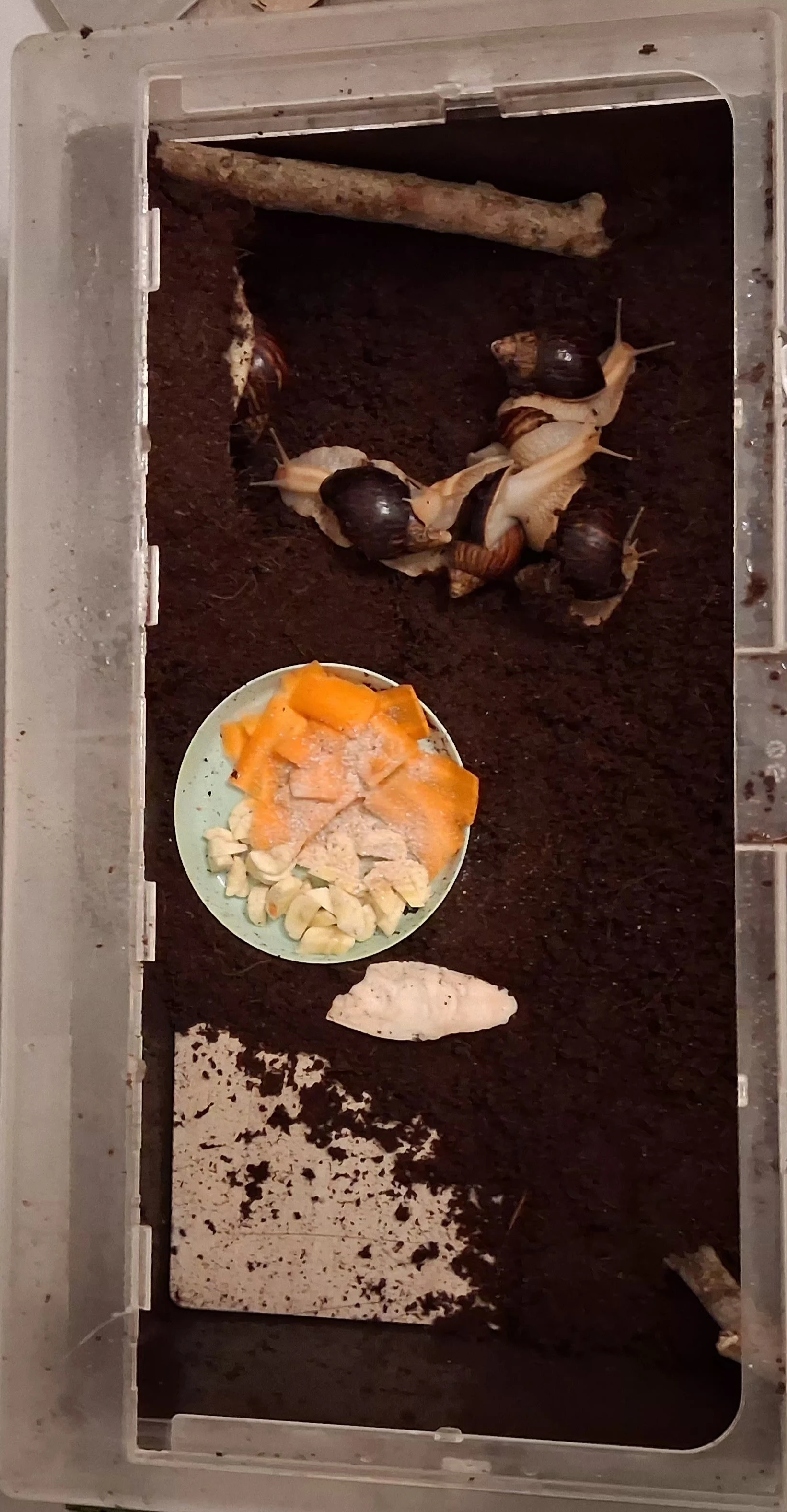 Lissachatina immaculata