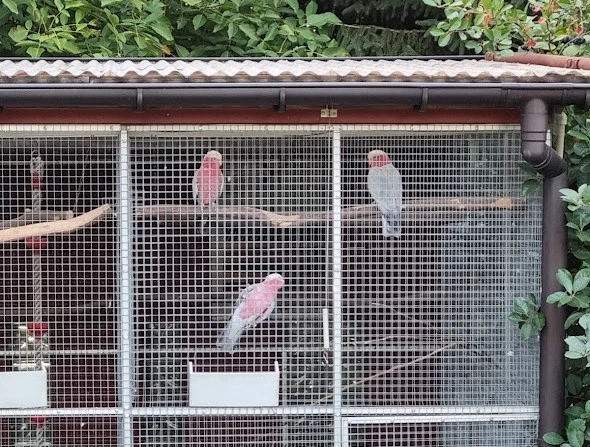 Kakadu růžový pár