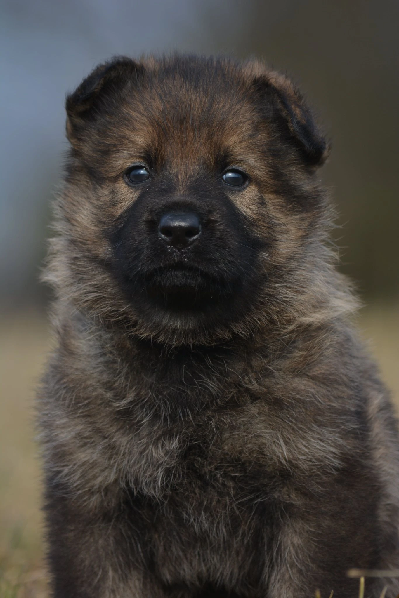 Německý ovčák s PP