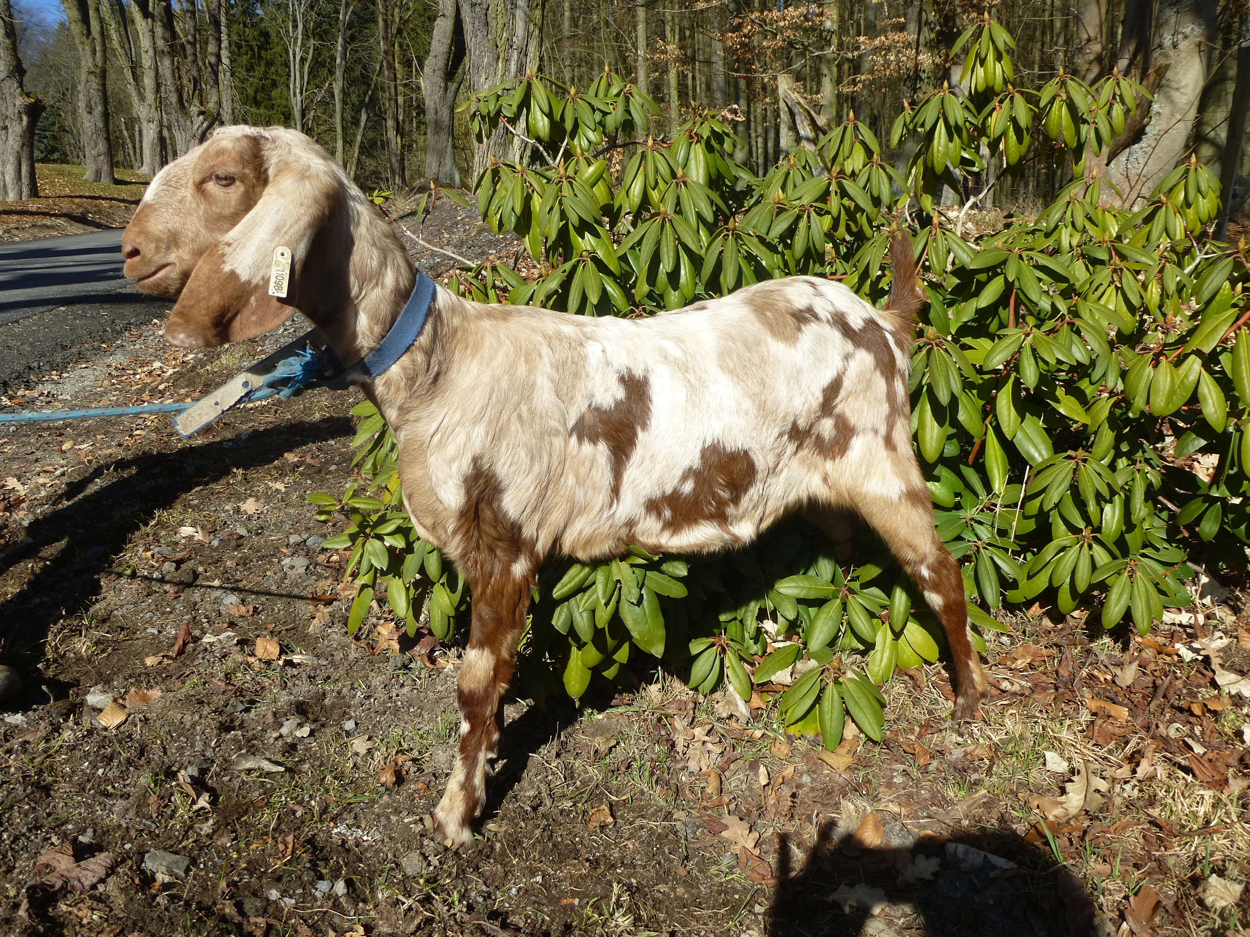 Anglo Nubian 100% samice koz